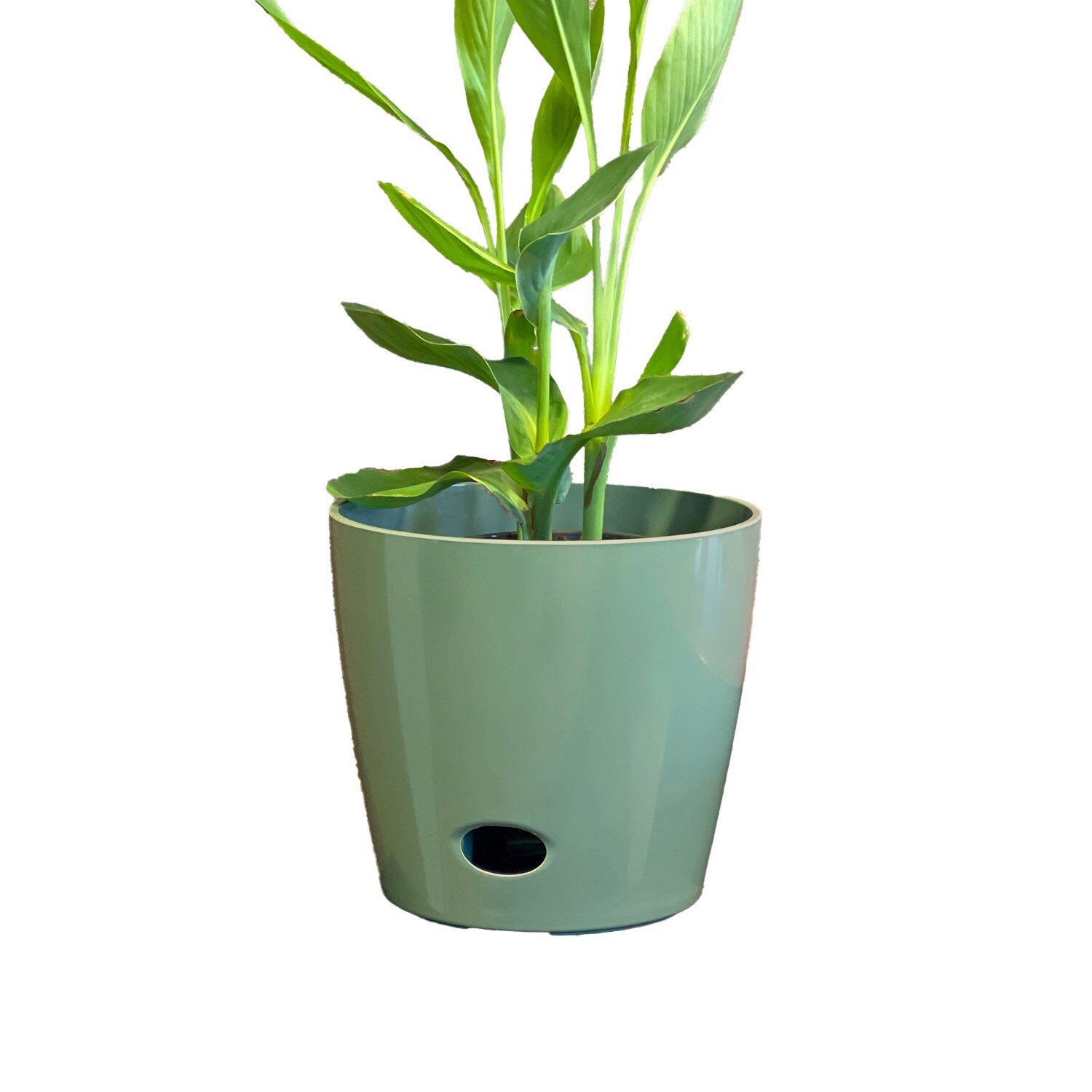  5-10002 Round 10-in W x 8.6-in H x Green Bamboo Contemporary/Modern Indoor/Outdoor with Self Watering Planter