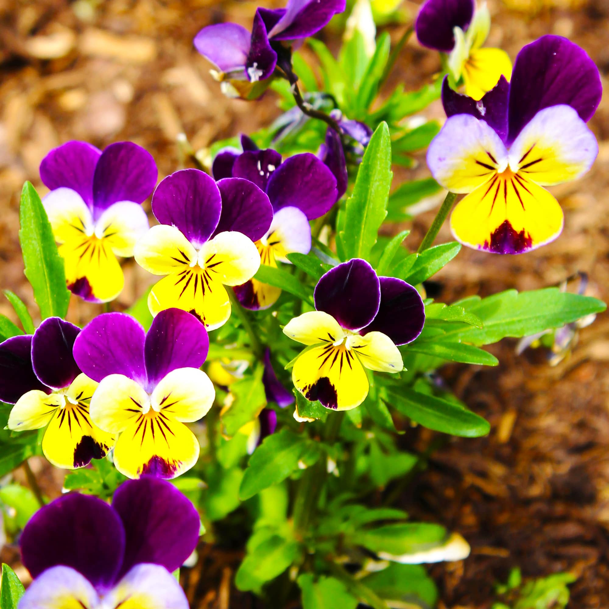 Ferry-Morse LC25.6692 seeds - View #3