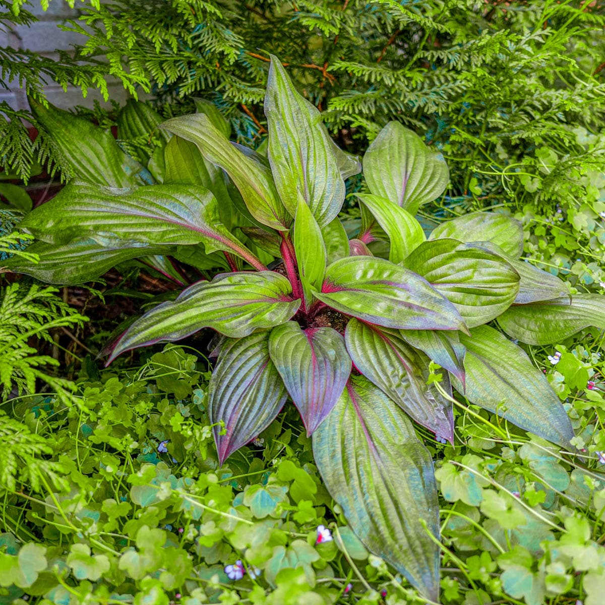 Direct Gardening 95299 perennials - View #3