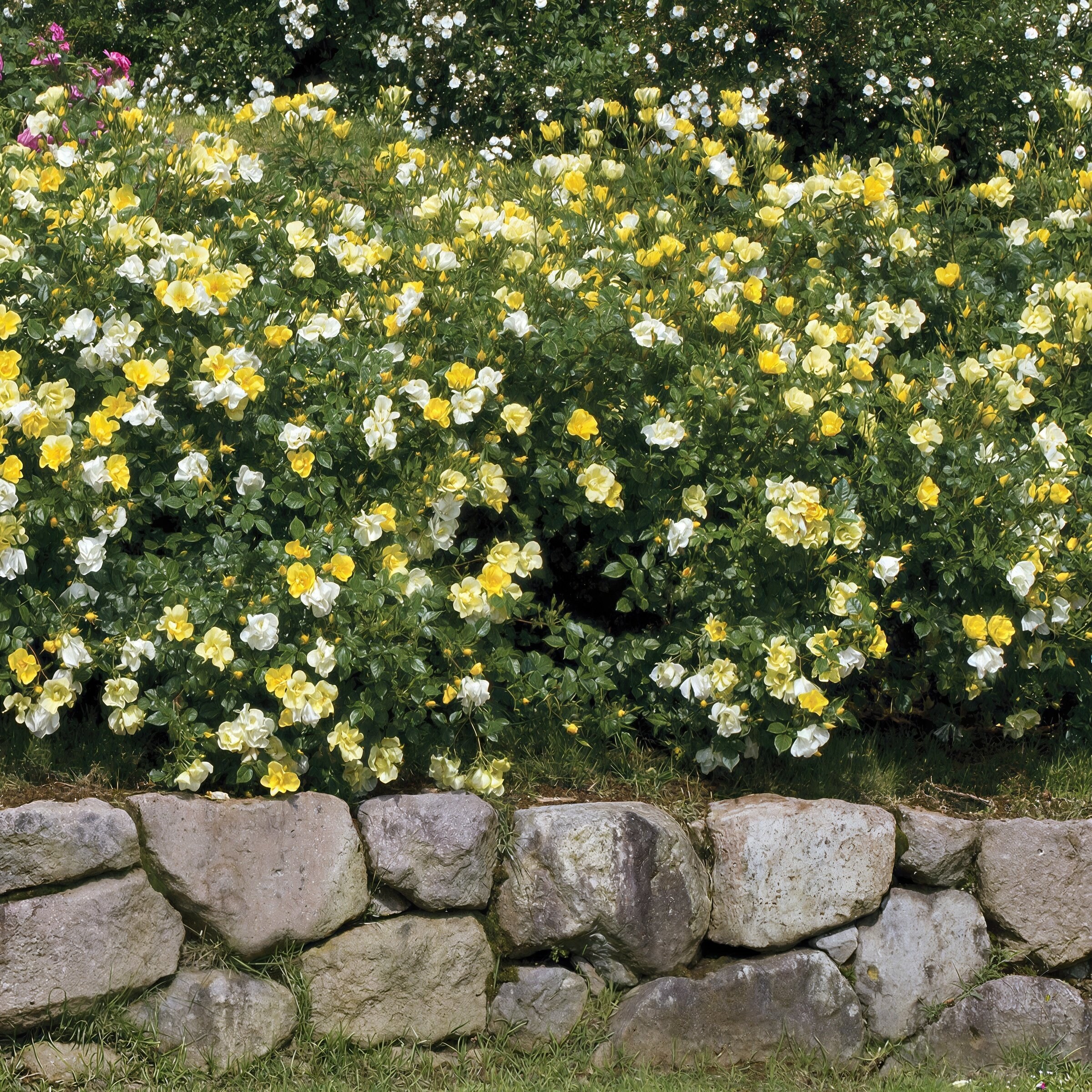 National Plant Network LW2572 roses - View #8