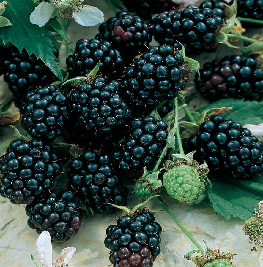 Arapaho Thornless Blackberry Edible Garden At