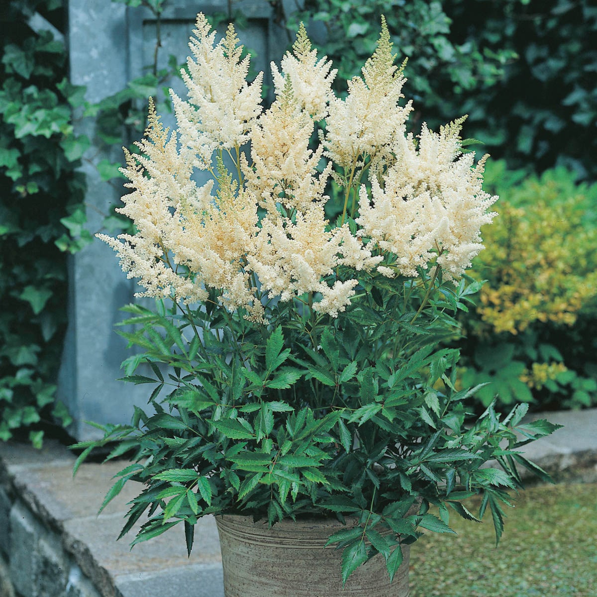 Breck's 90289 perennials - View #2