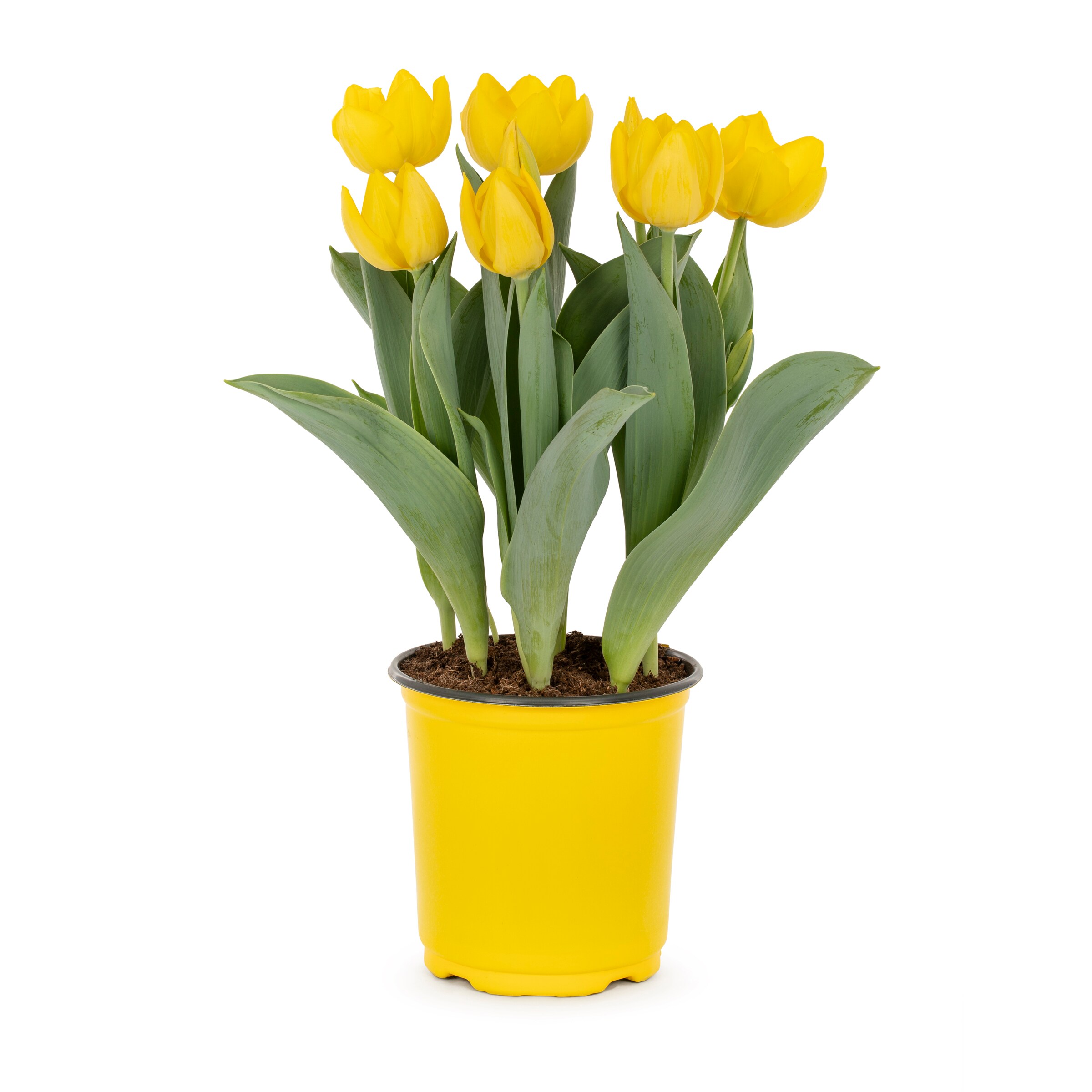 Lowe's Tulip Plant Bulbs at Lowes.com