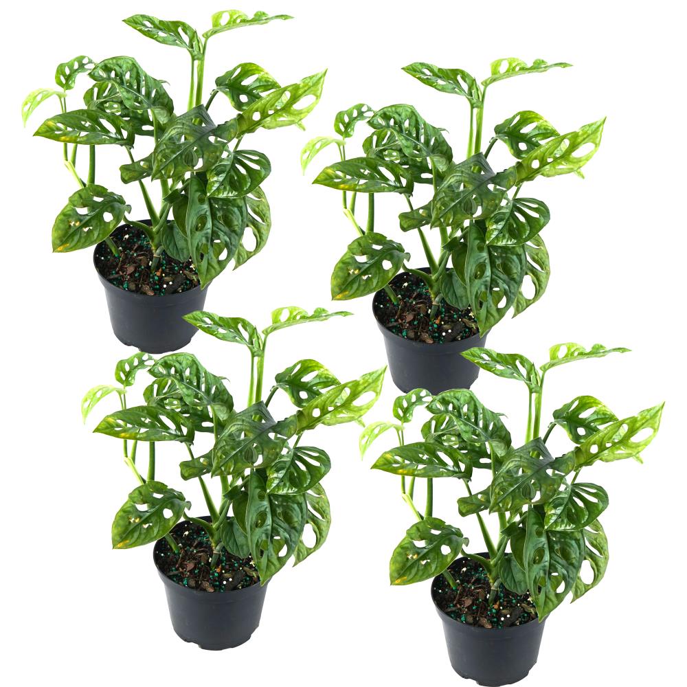 TropicalPlants.com ANFPHSWISS4PK06 6-in 4-Pack Mixed Monstera in Plastic Pot