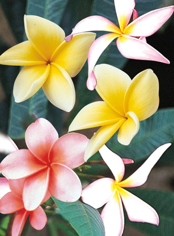Village Nurseries 13815-15 Mixed Plumeria Flowering Shrub In Pot (With Soil)