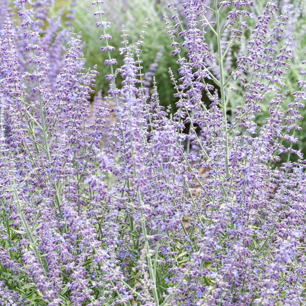 Spring Hill Nurseries 87352 Lavender Flowering Prime Time Russian Sage Dormant Plant in 1 -Pack Bareroot 1 -Pack