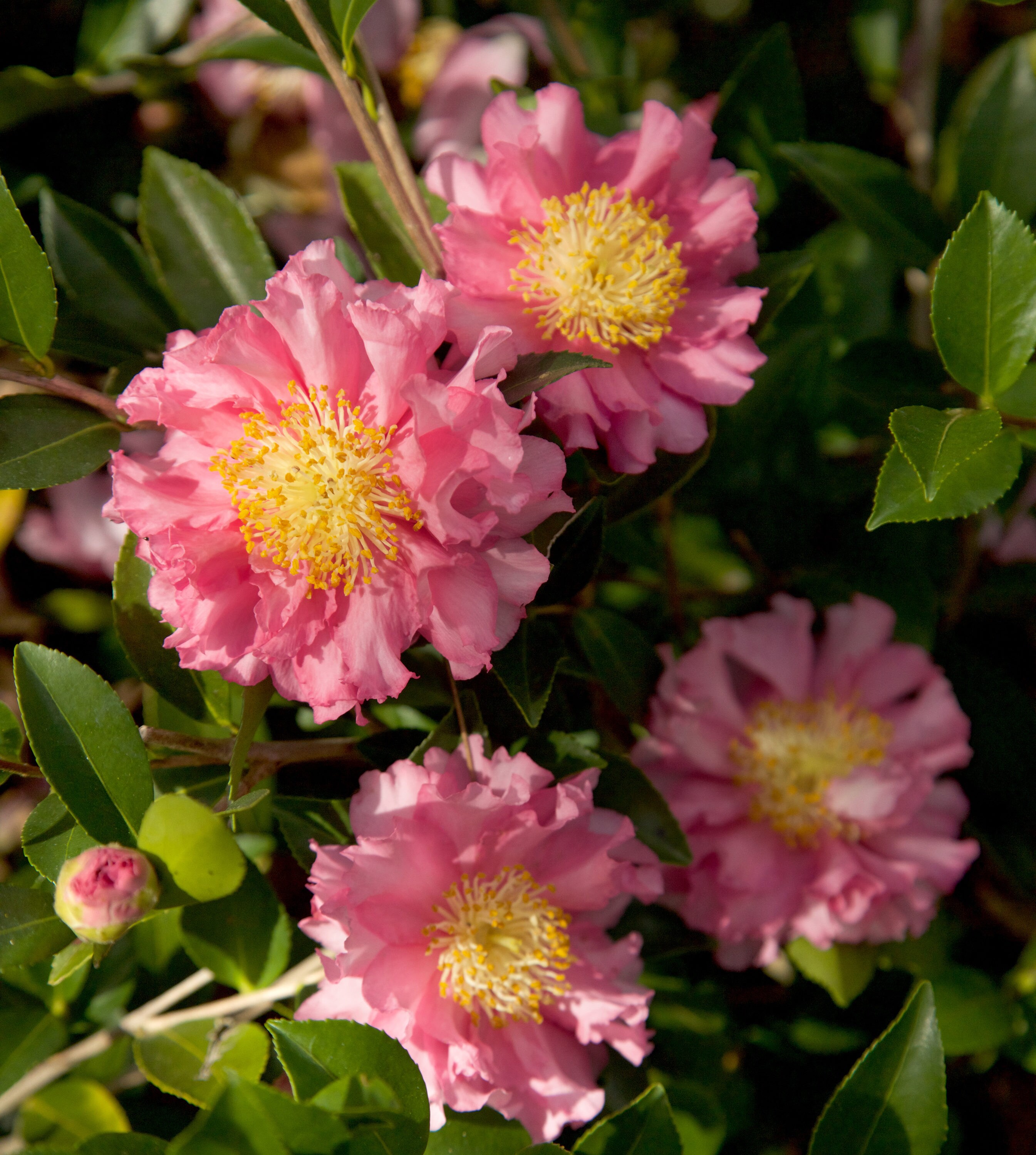Lowe's NURSERY October Magic#174 Carpet#8482 Camellia Flowering Shrub in 2.00 -Gallon Pot ,Pink Blooms