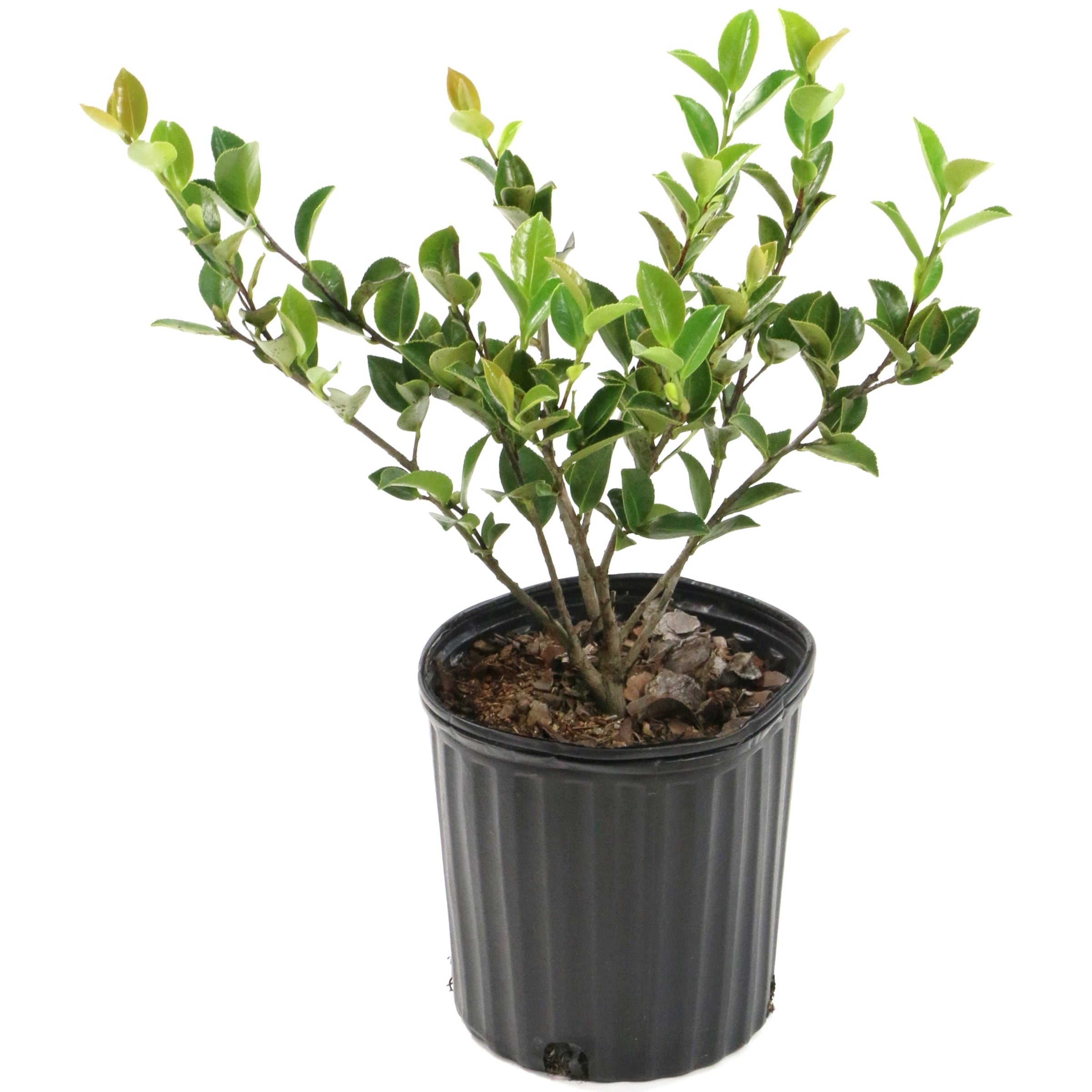 National Plant Network LW1669 Camellia Red Twister Foundation/Hedge Shrub in 1 -Gallon Pot with Red Blooms