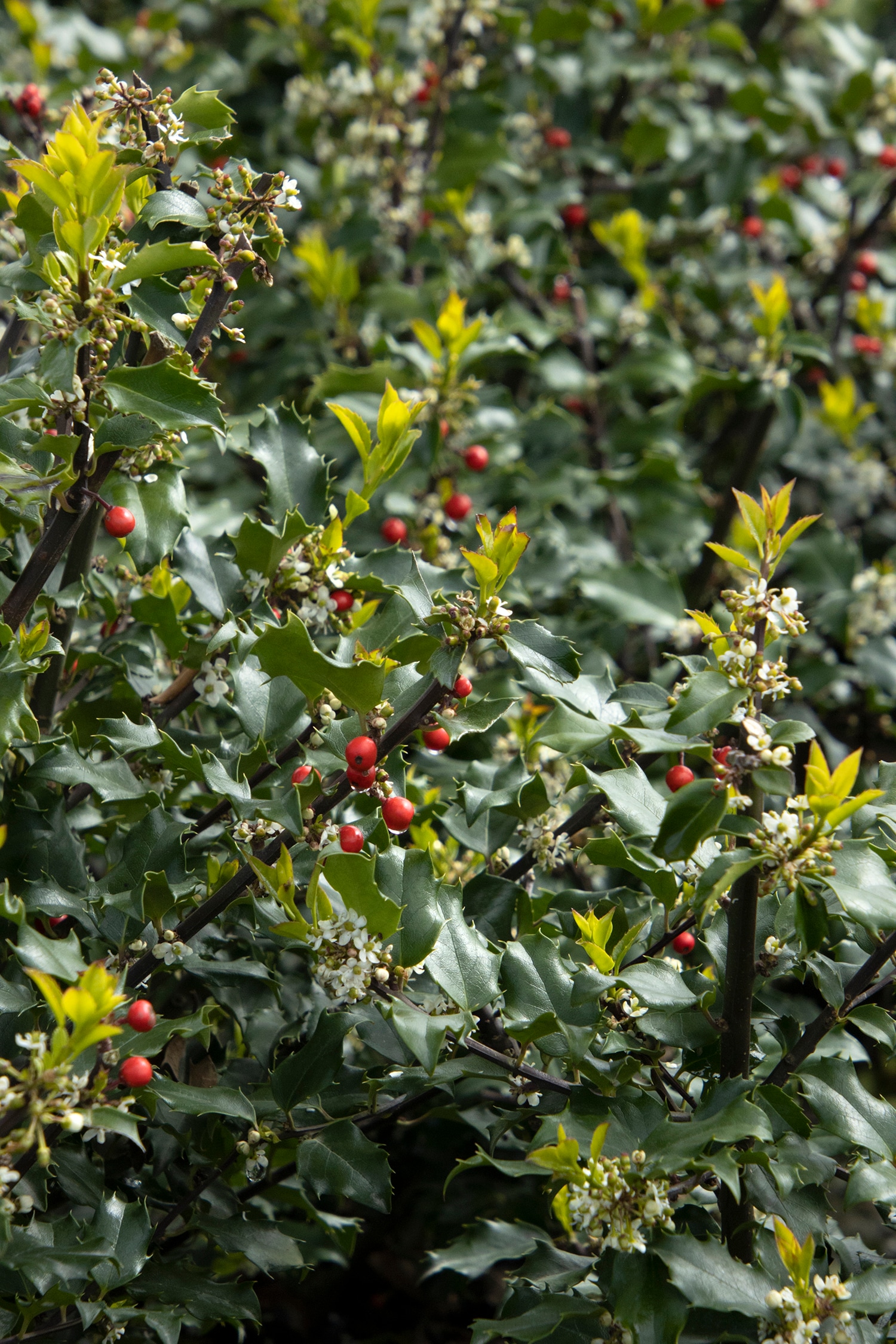 Monrovia 045175 shrubs - View #4