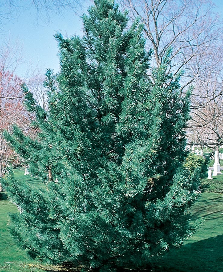  NURSERY 5.99-Gallon Feature Tree Vanderwulf's Pyramid Limber Pine In Pot (With Soil)