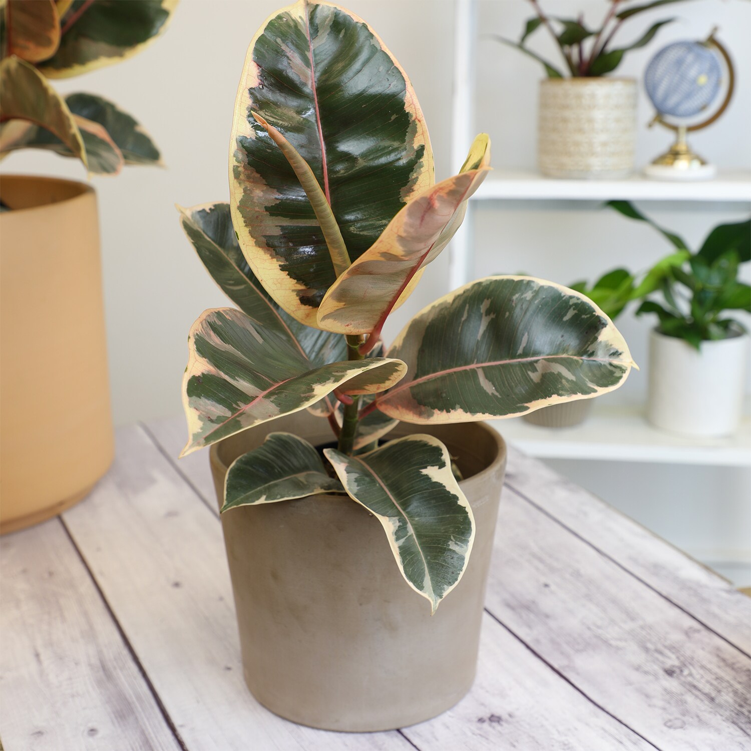 Variegated Ficus Tineke Rubber Tree in Black Plastic Pot