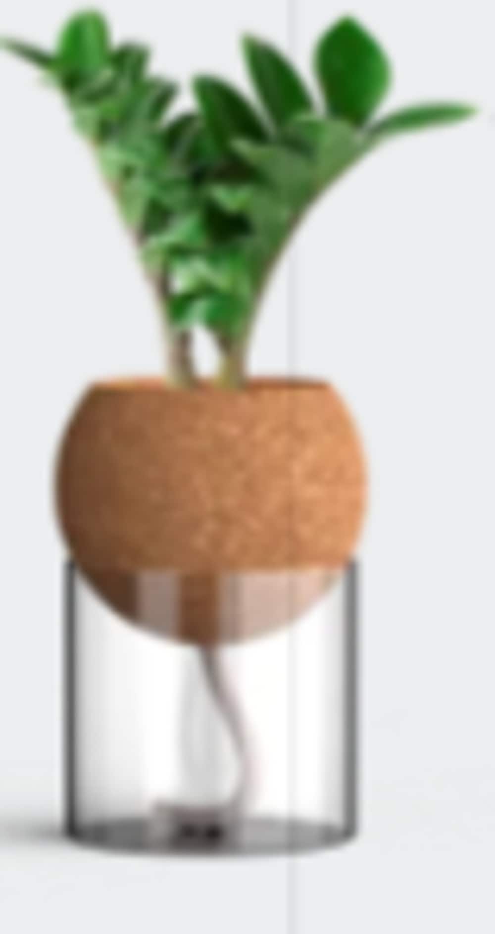 LiveTrends ASB08208 Decanter House plant in 12 Ounce(s) Pot 1 -Pack