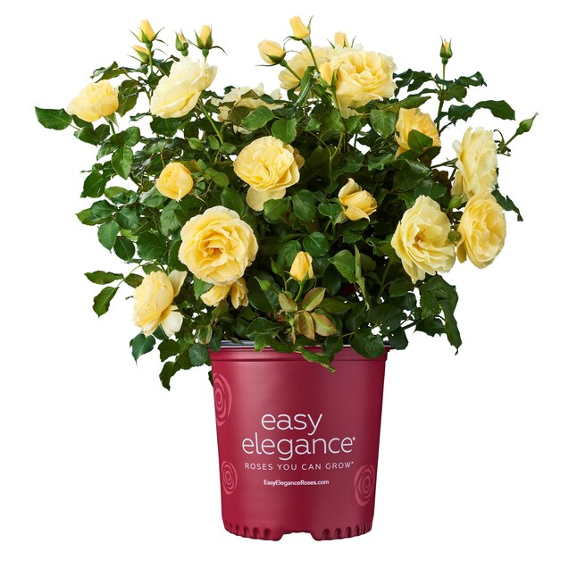 Lowe's 2-Gallon (s) in Pot Yellow Rose in the Roses department at Lowes.com