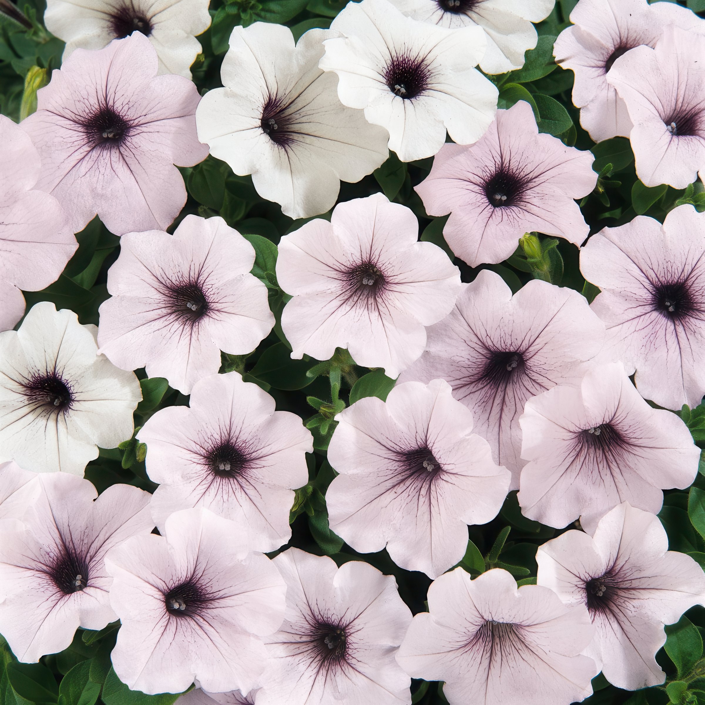 National Plant Network LW1941 Multicolor Petunia Tidal Wave Silver in 4-in Pot 3-Pack
