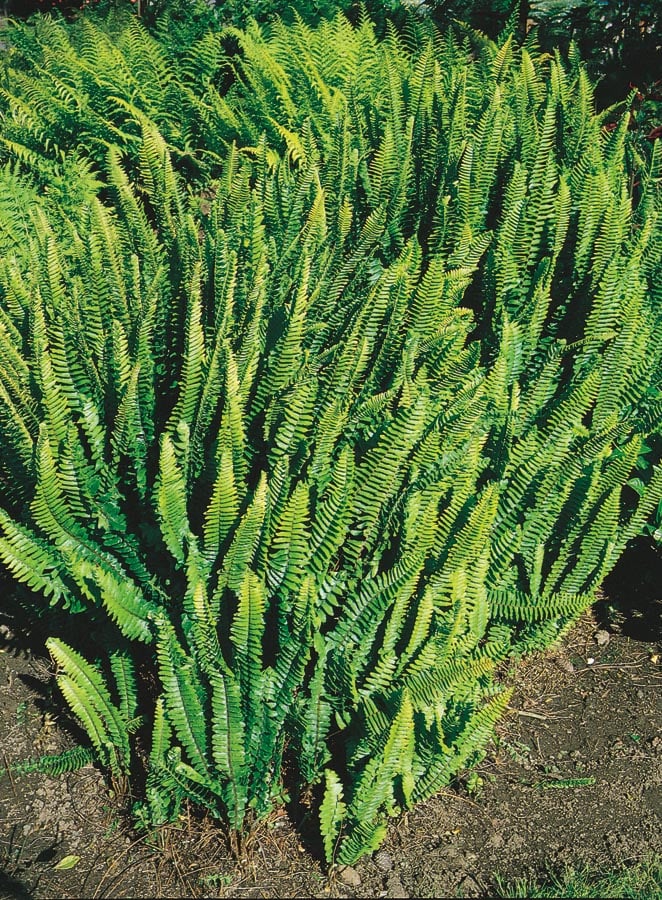 Lowe's NURSERY Sword Fern Shrub