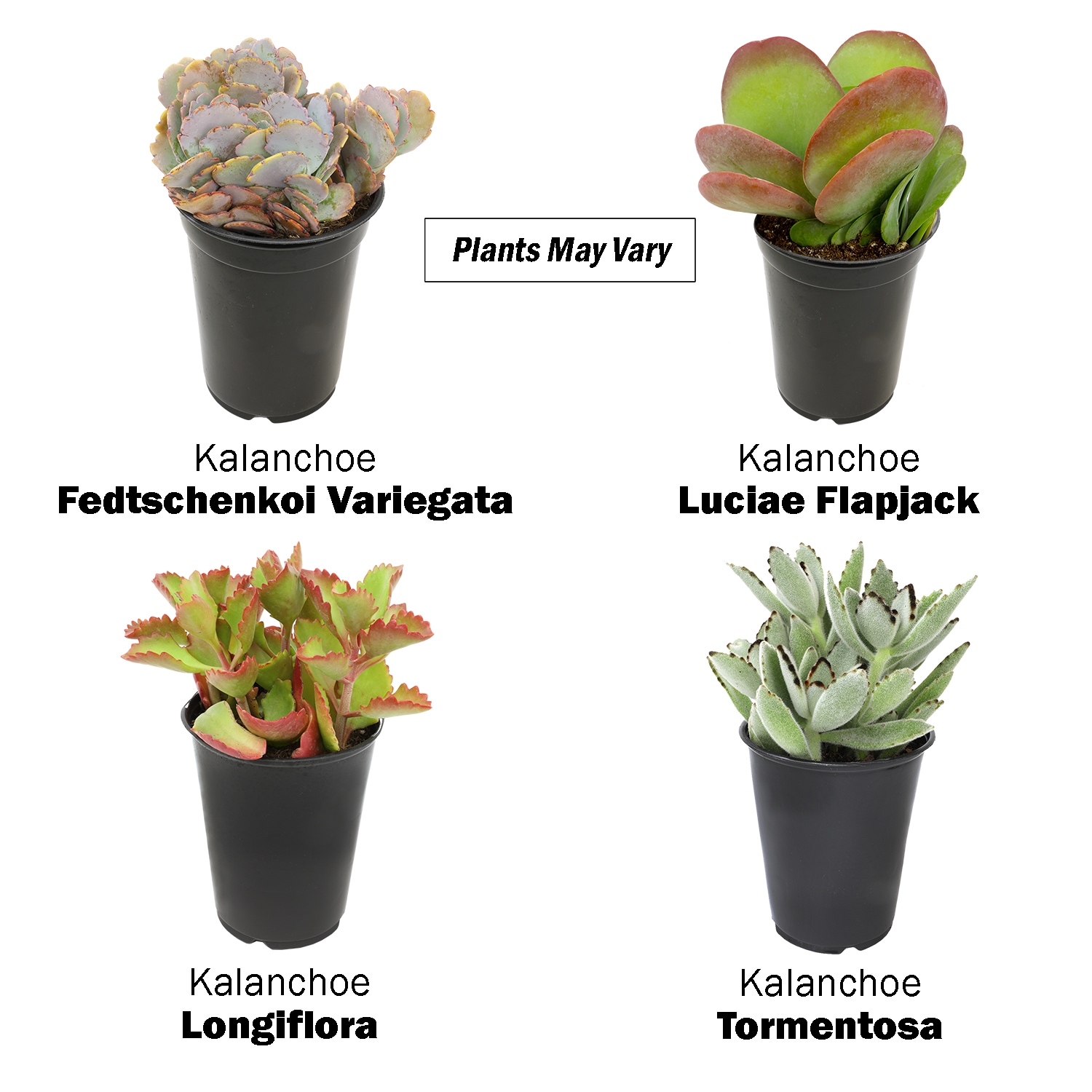 Altman Plants 0872636 Cacti-Succulents - View #8