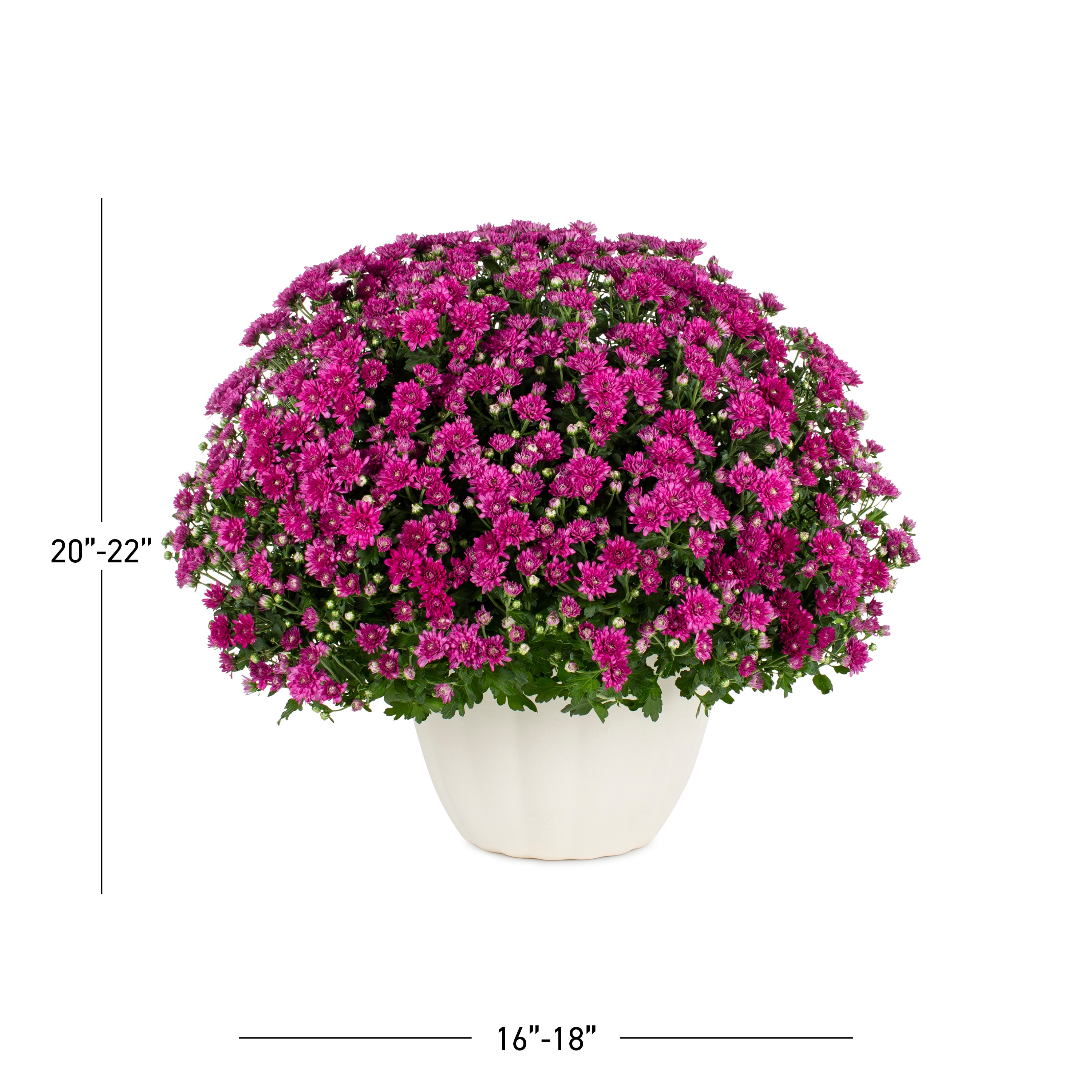 Color Point NURSERY annuals - View #3