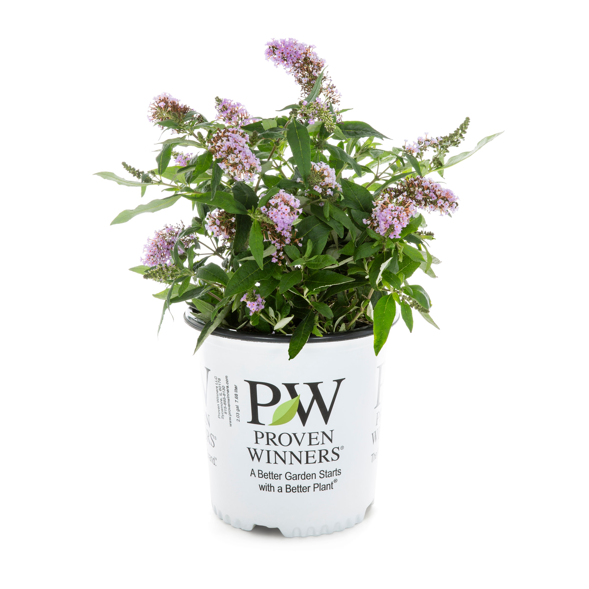 Proven Winners NURSERY Pugster Periwinkle#174 Butterfly Bush Flowering Shrub in 2.00 -Gallon Pot 1.0 -Pack with Lavender Blooms