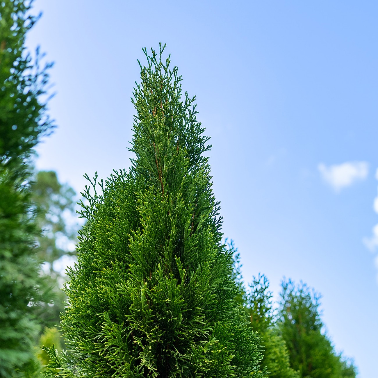 Perfect Plants LOEMRLDARBRVTE3G trees - View #7