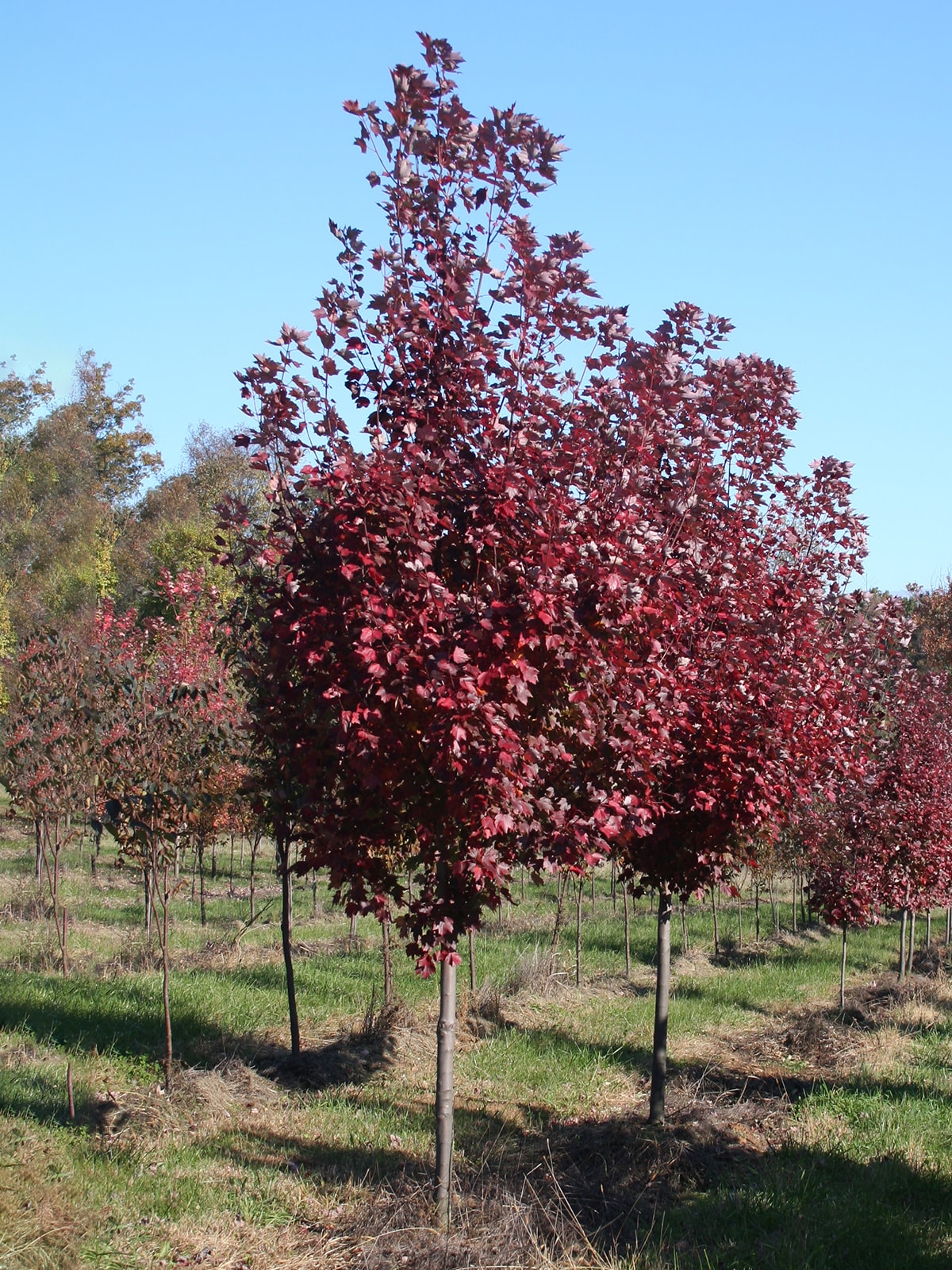 Southern Planters 5-Gallons Red Shade Brandywine Maple In Pot (With ...