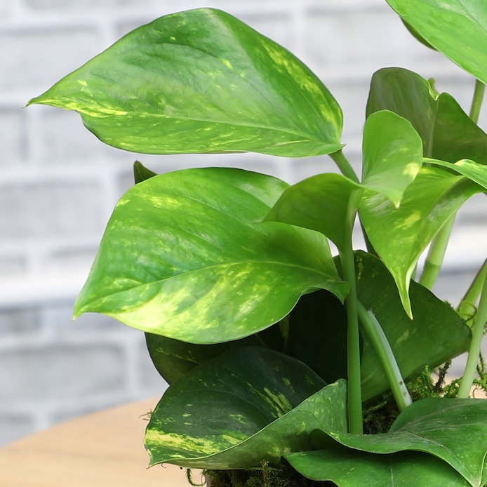 Altman Plants   - View #3