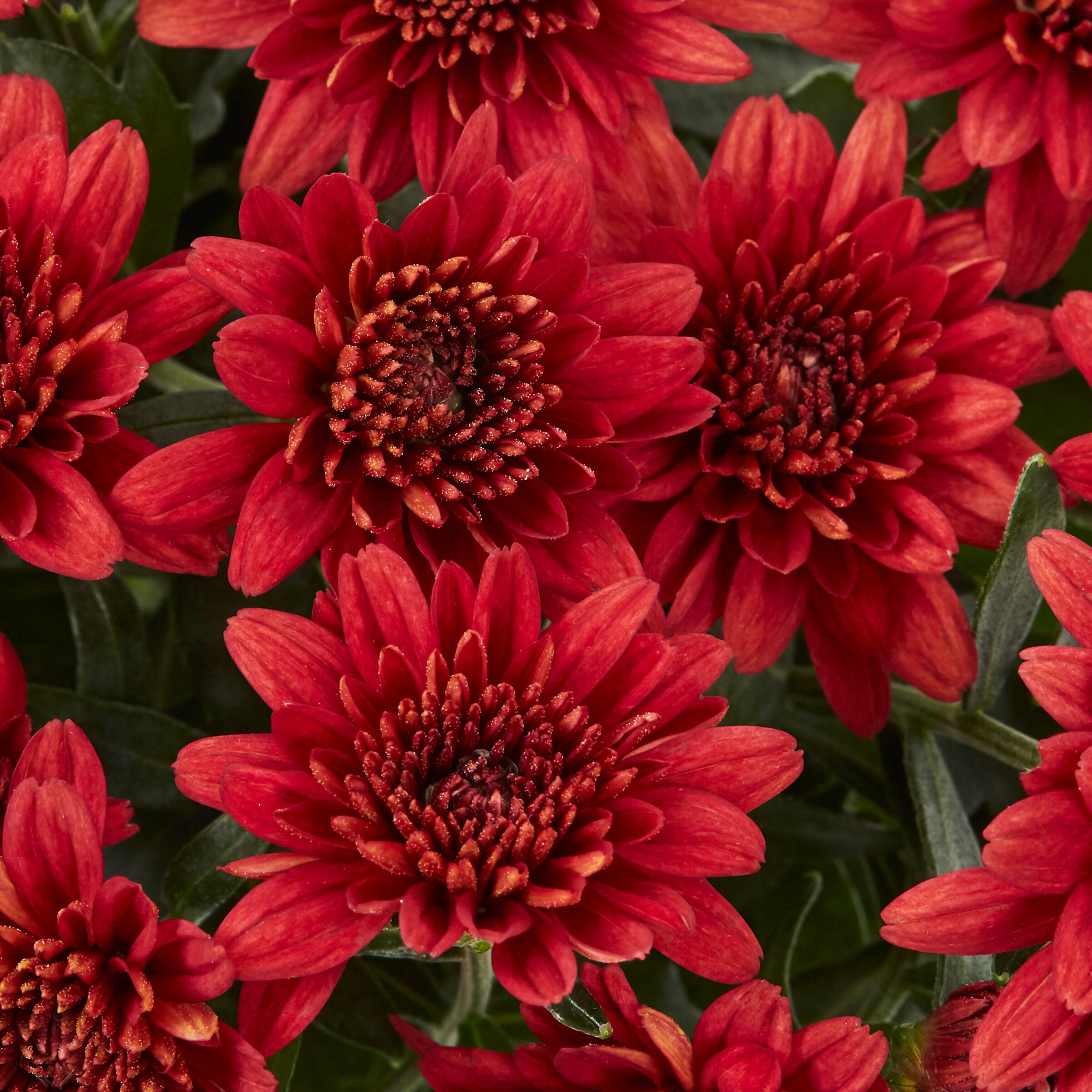 Lowe's NURSERY annuals - View #2