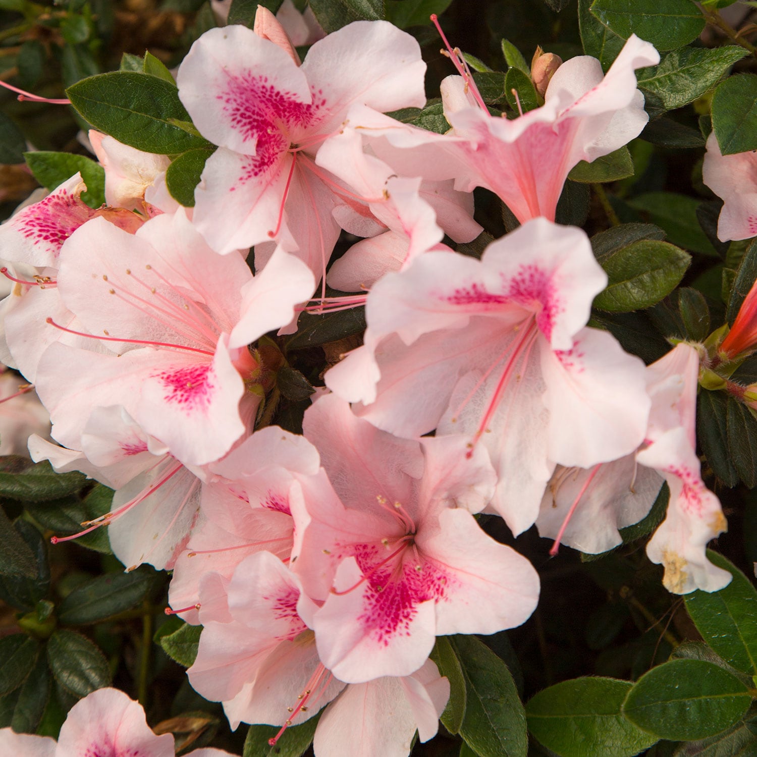 Encore Azalea Multicolor Autumn Chiffon Azalea Flowering Shrub in 1 ...