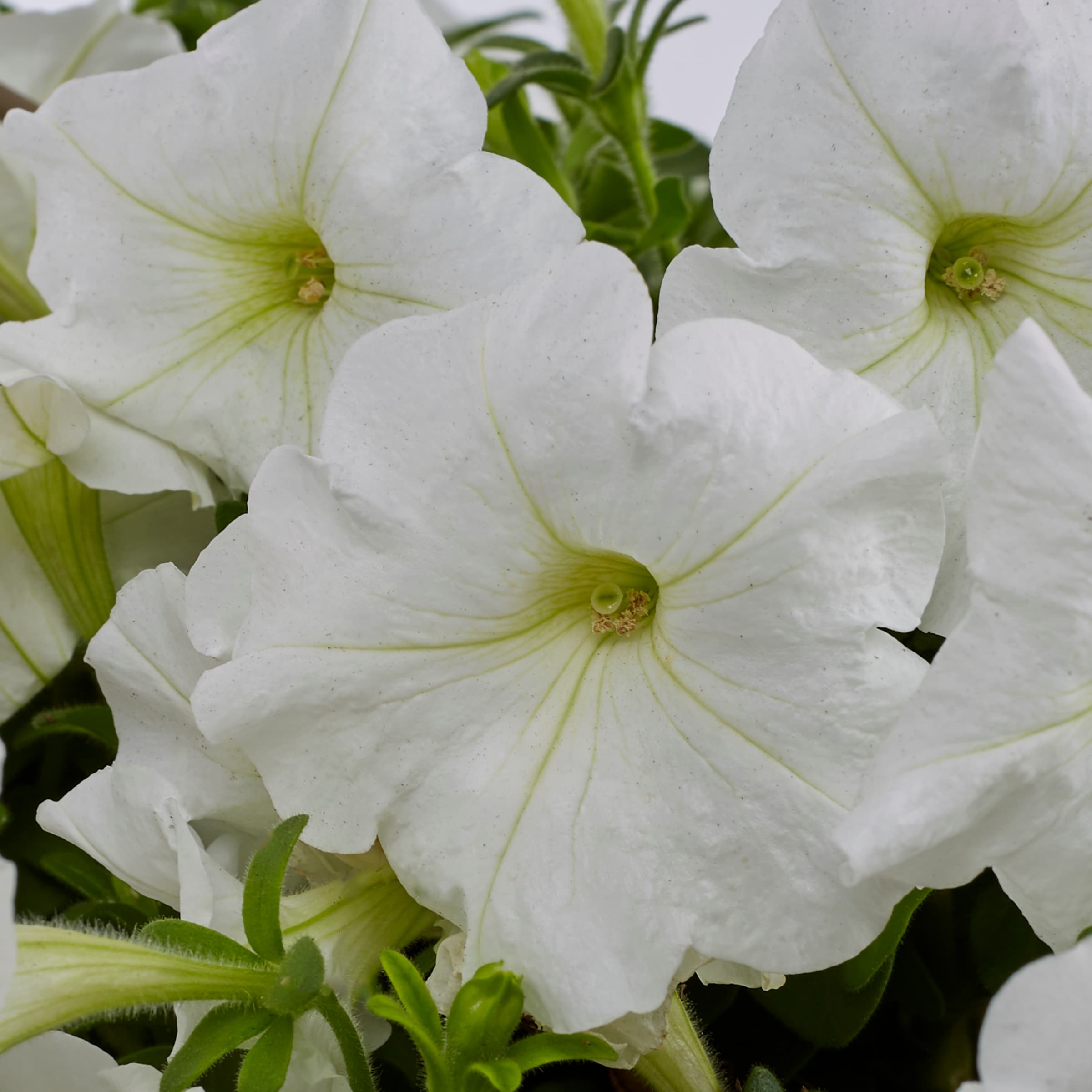 Lowe's Multicolor Petunia in 1.5-Gallon Hanging Basket in the Annuals ...