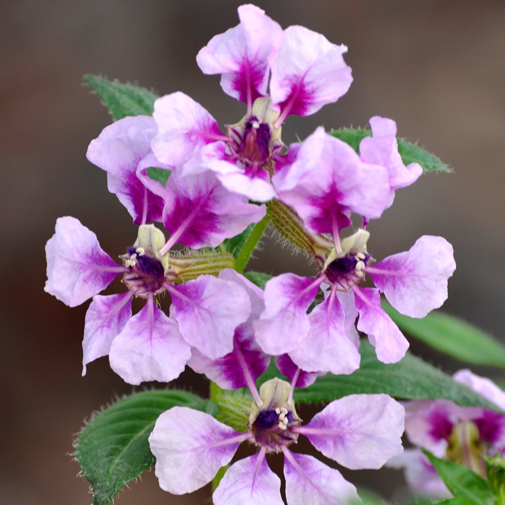 Altman Plants Lavender Mexican Heather Lavendar in 2.5-Quart Pot in the ...