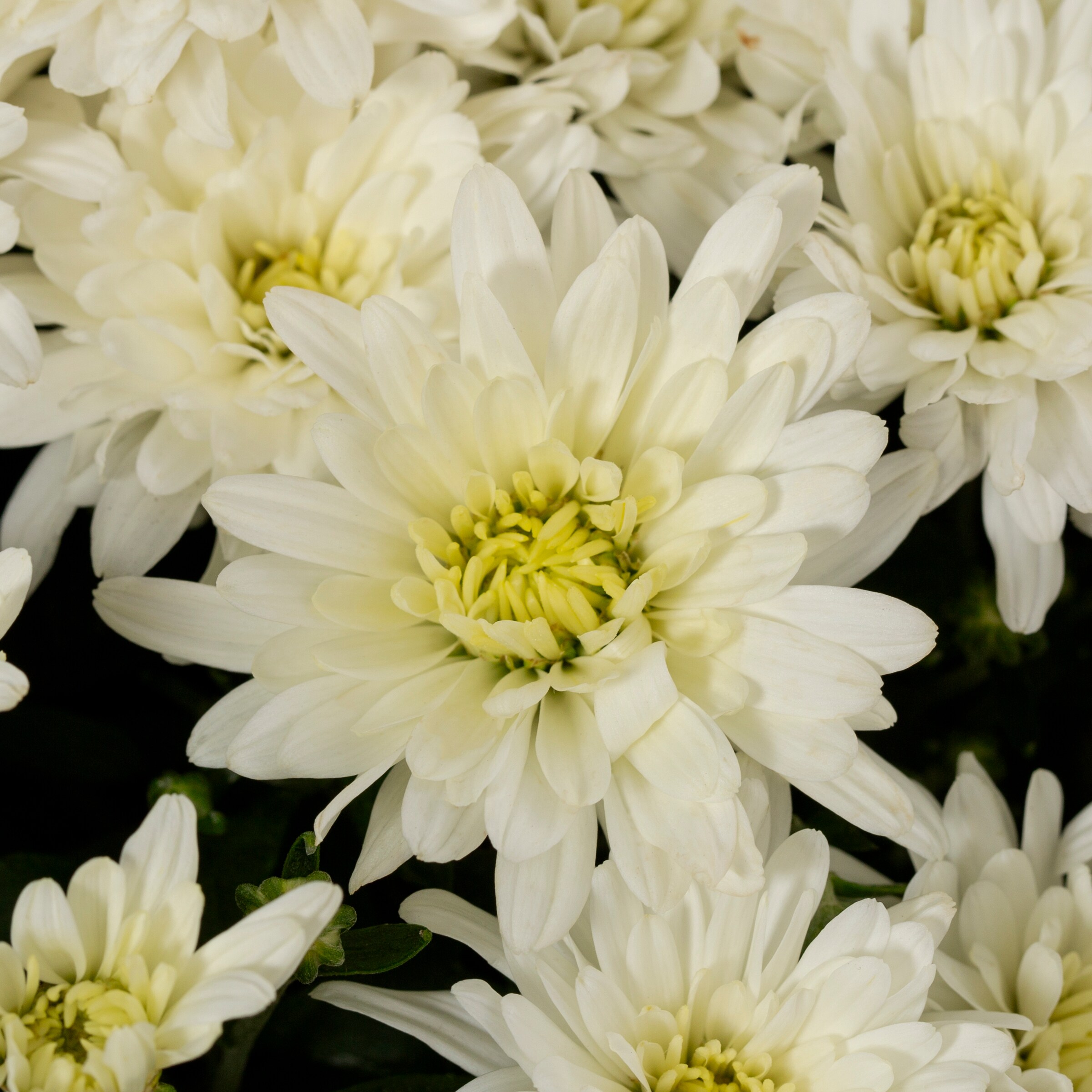 Ready Refill NURSERY annuals - View #2