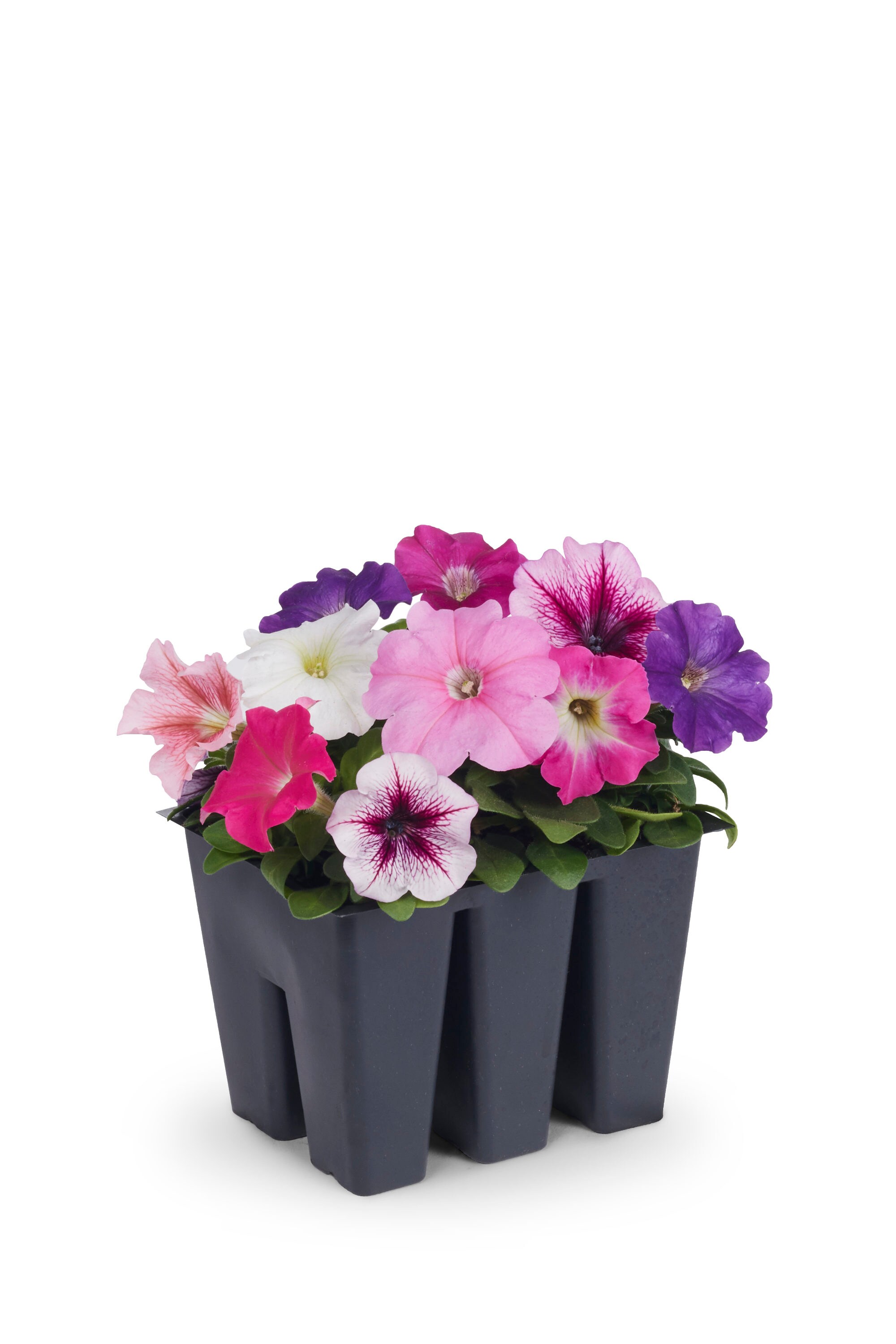 Lowe's Multicolor Petunia in 6-Pack Tray in the Annuals department at ...