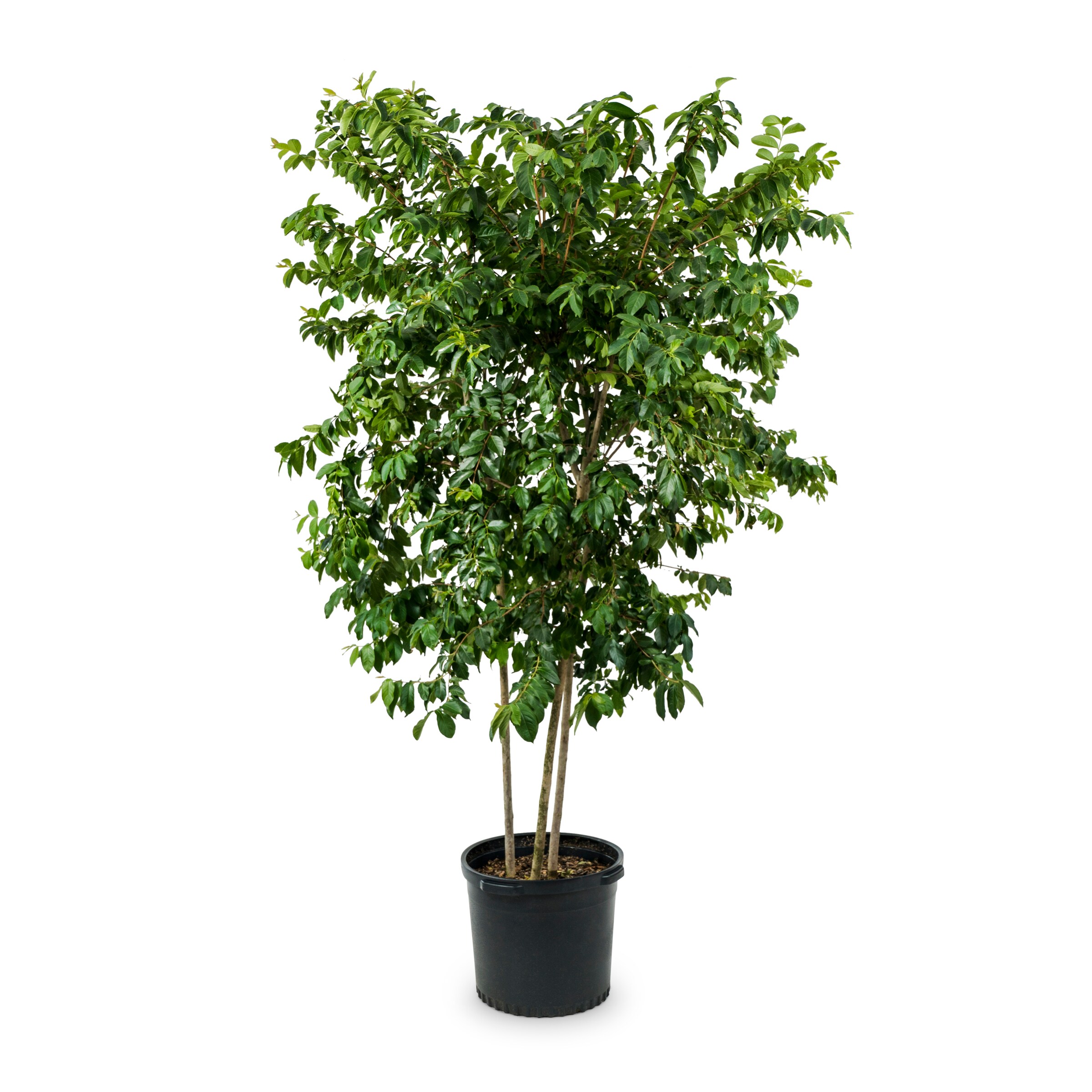 NURSERY 2.58-Gallon Multicolor Flowering Crape Myrtle In Pot (With Soil)