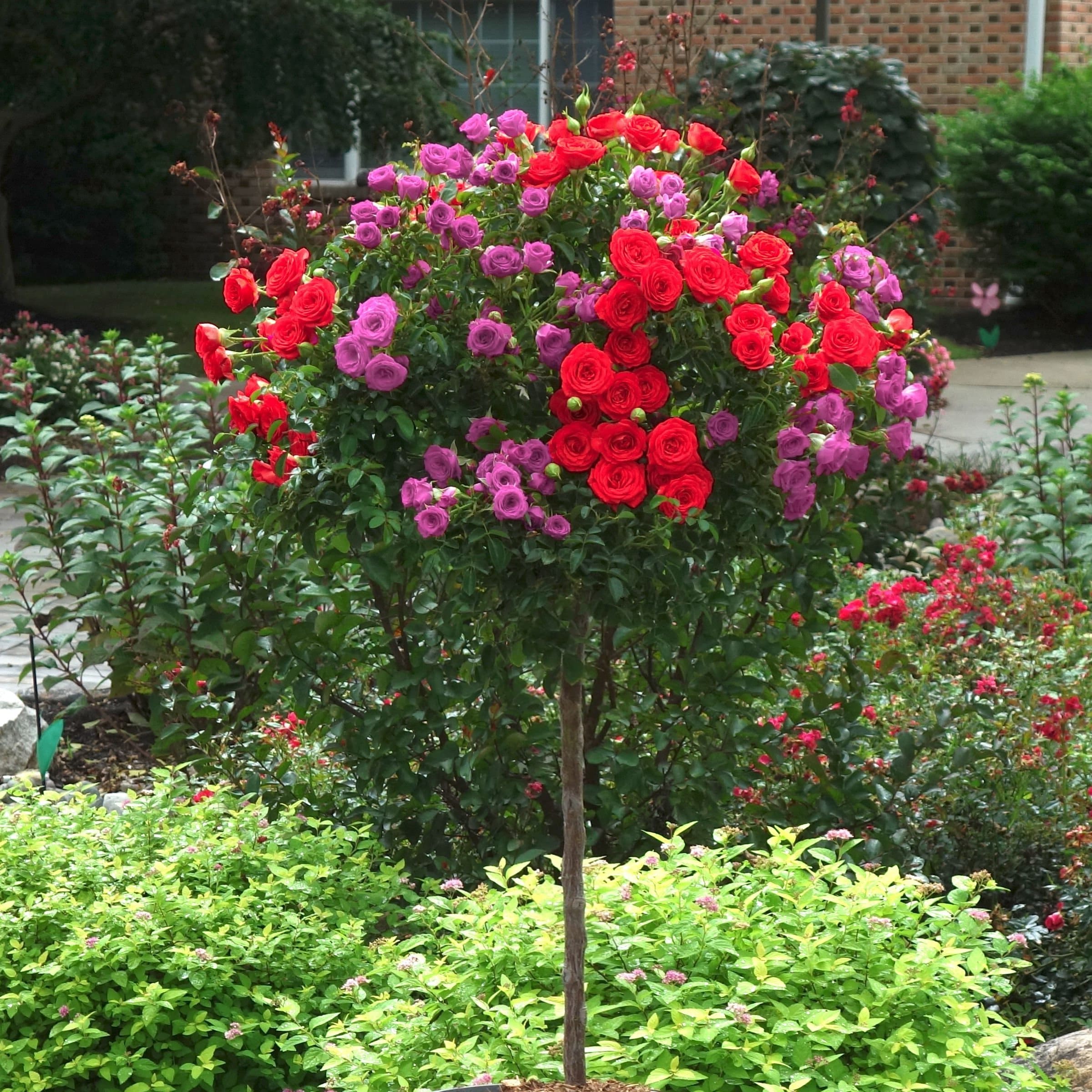 National Plant Network LW2579 roses - View #5