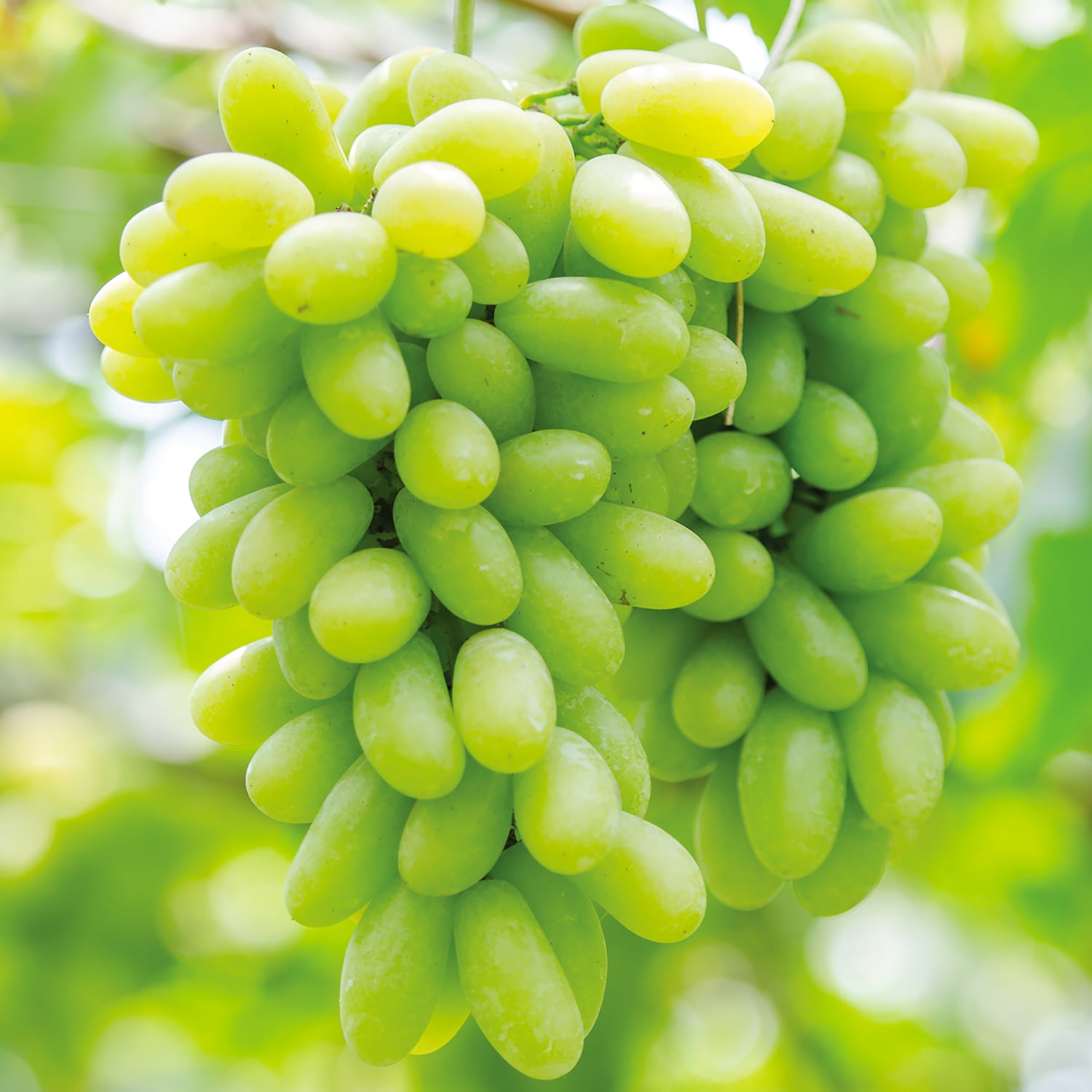 Exrta Large Seedless Green Grapes (1.5 lb-2 lb)