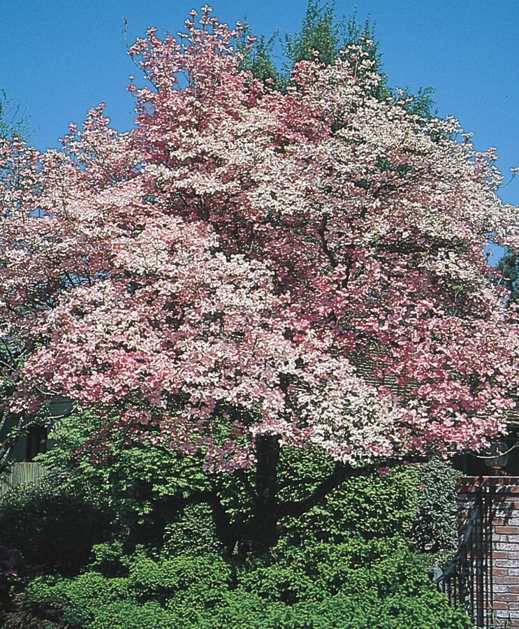 Lowe's NURSERY 6.08 -Gallon Pink Flowering Red Flowering Dogwood In pot (with soil)