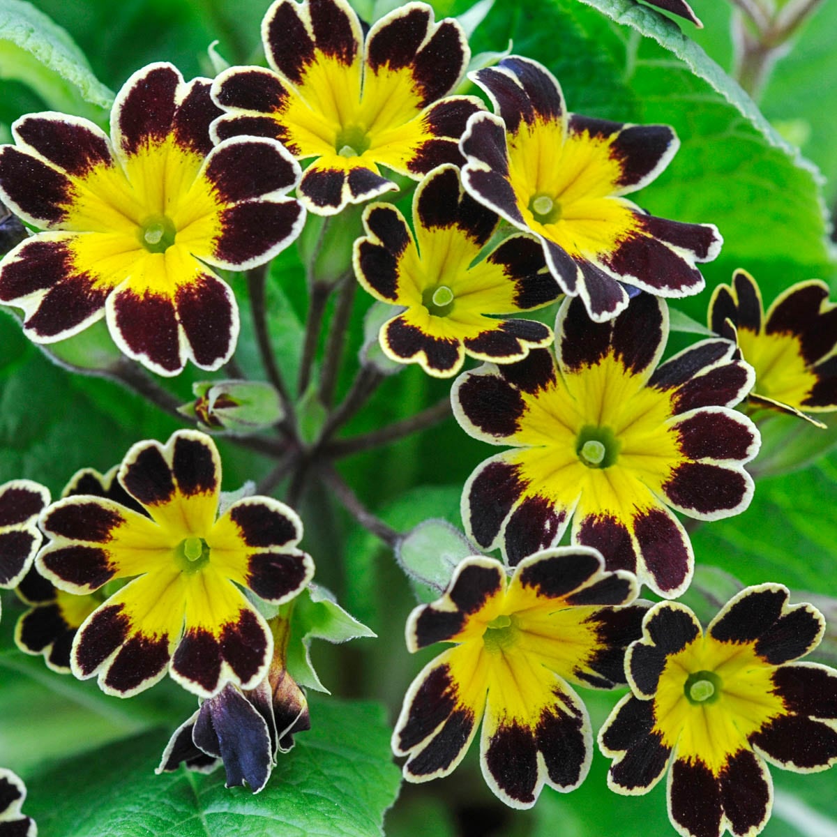 Spring Hill Nurseries 87687 Yellow Bumble Bee Primrose Dormant Bare Flowering Perennial Plant in 1 -Pack Bareroot