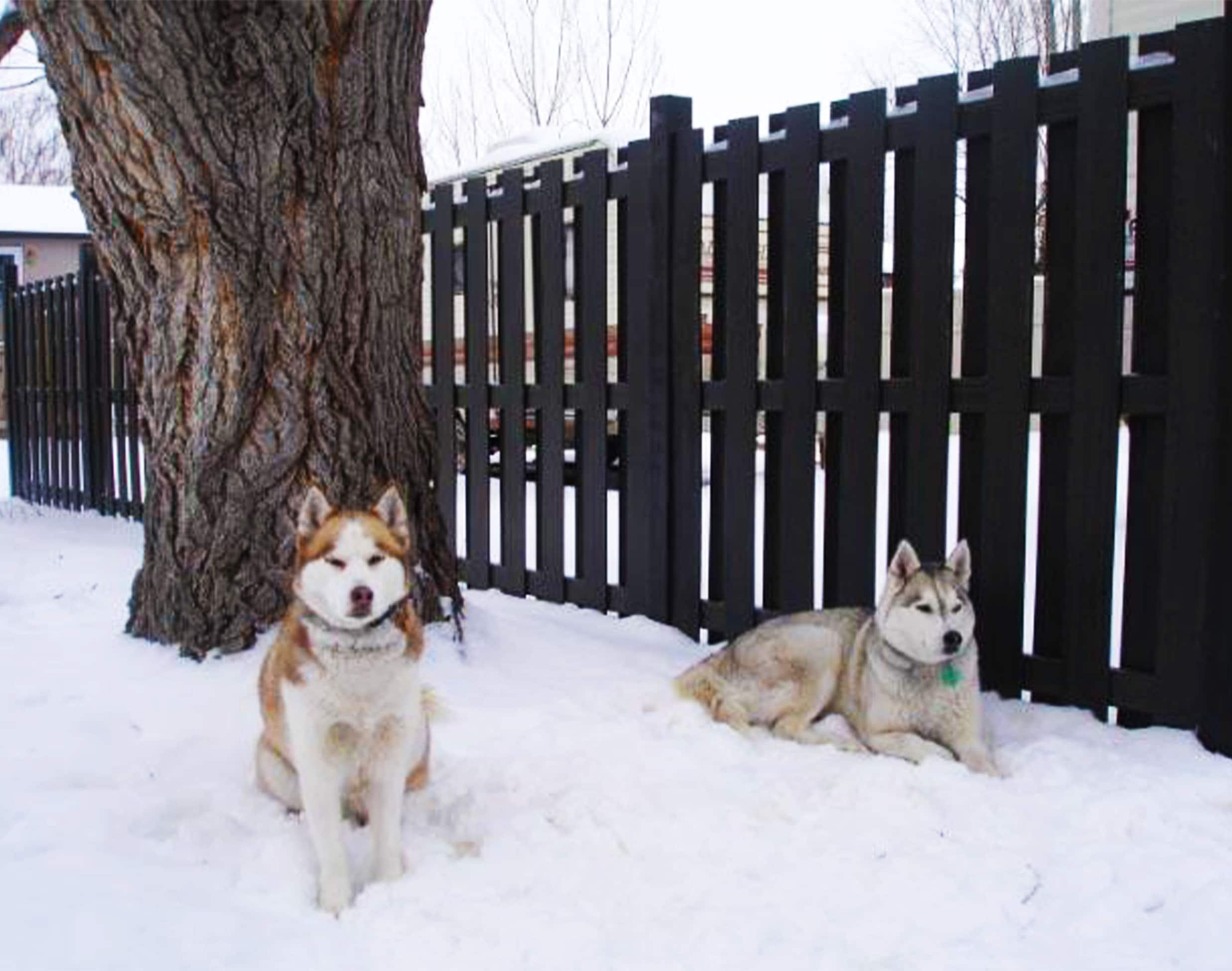 Oh &*%!: Leia the wolf-dog scales an 8 foot fence