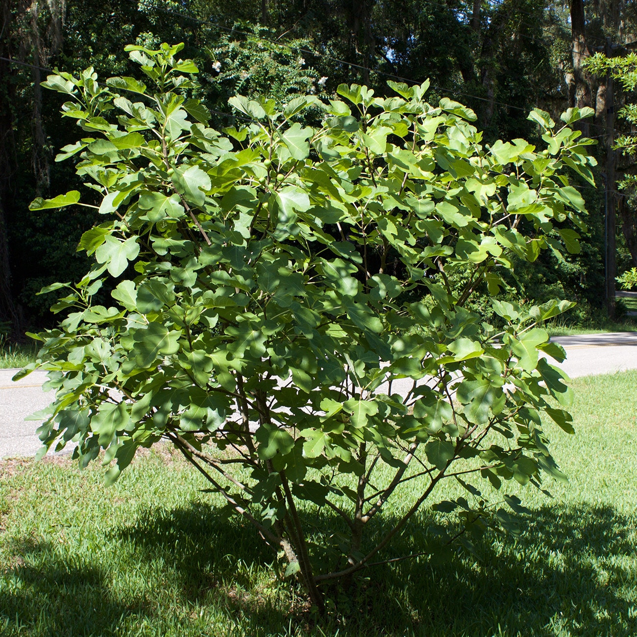 Perfect Plants LOBROWNTURKEYFIG3G trees - View #6