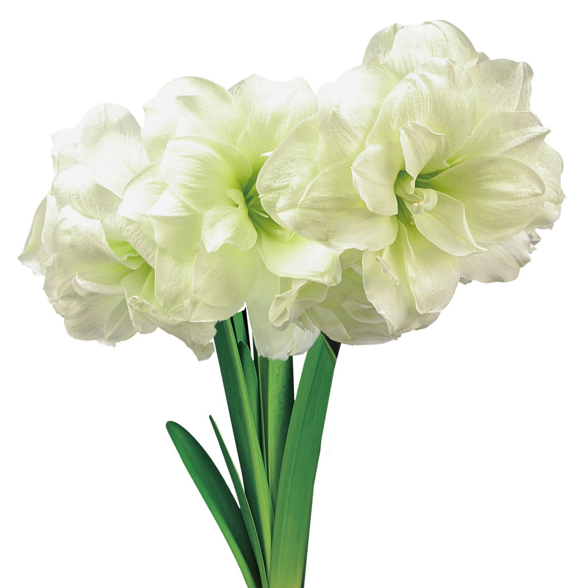 Breck's 85586 White Flowering Alfresco Amaryllis Bulb Kit House plant in 6.25 Inch(es) Pot 1.0 -Pack