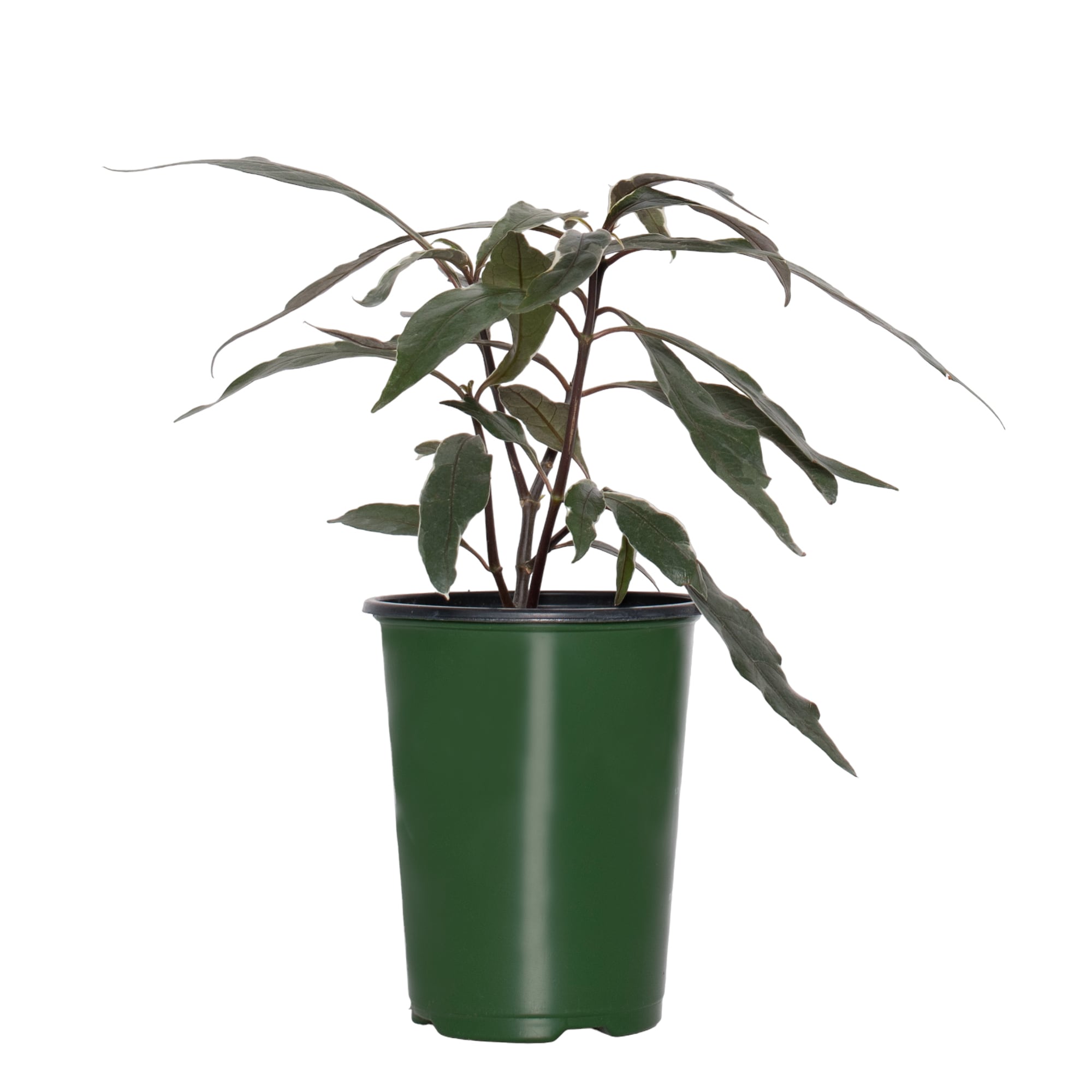 National Plant Network LW1507 hseplants - View #2