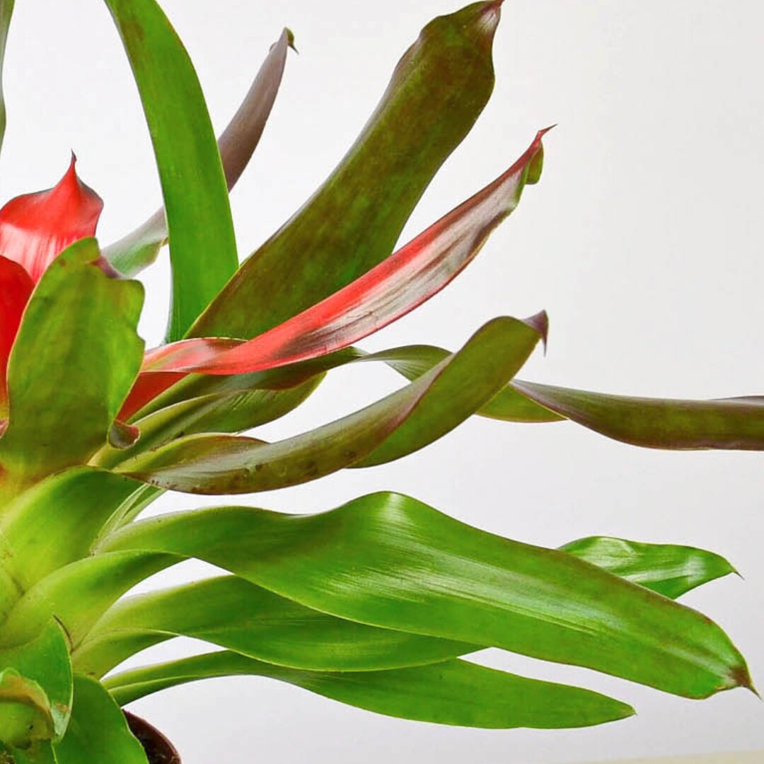 House Plant Shop 6-BROMELIAD-MEDUSA hseplants - View #3