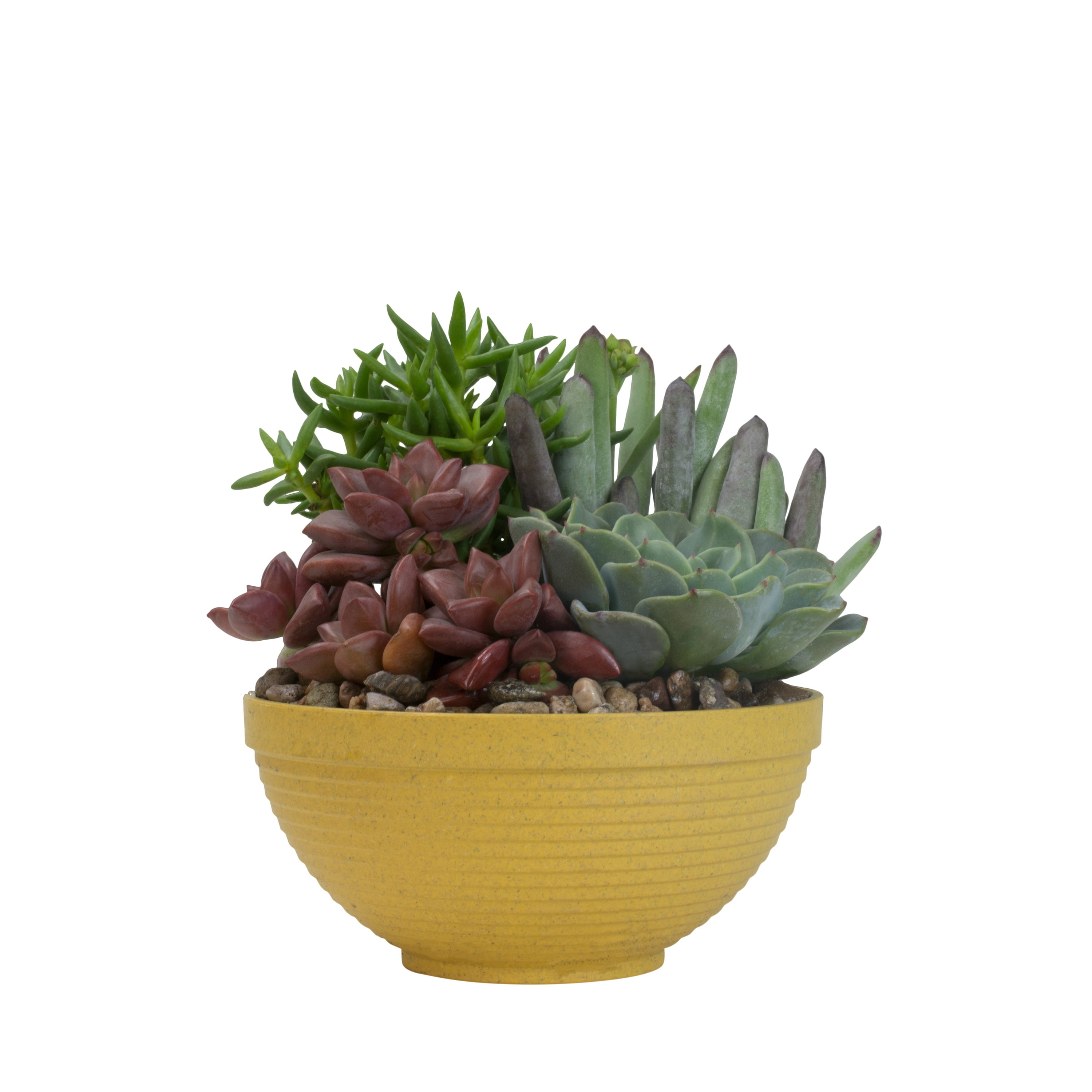 Lowe's Succulents in 1-Pint Planter in the Succulents department at ...