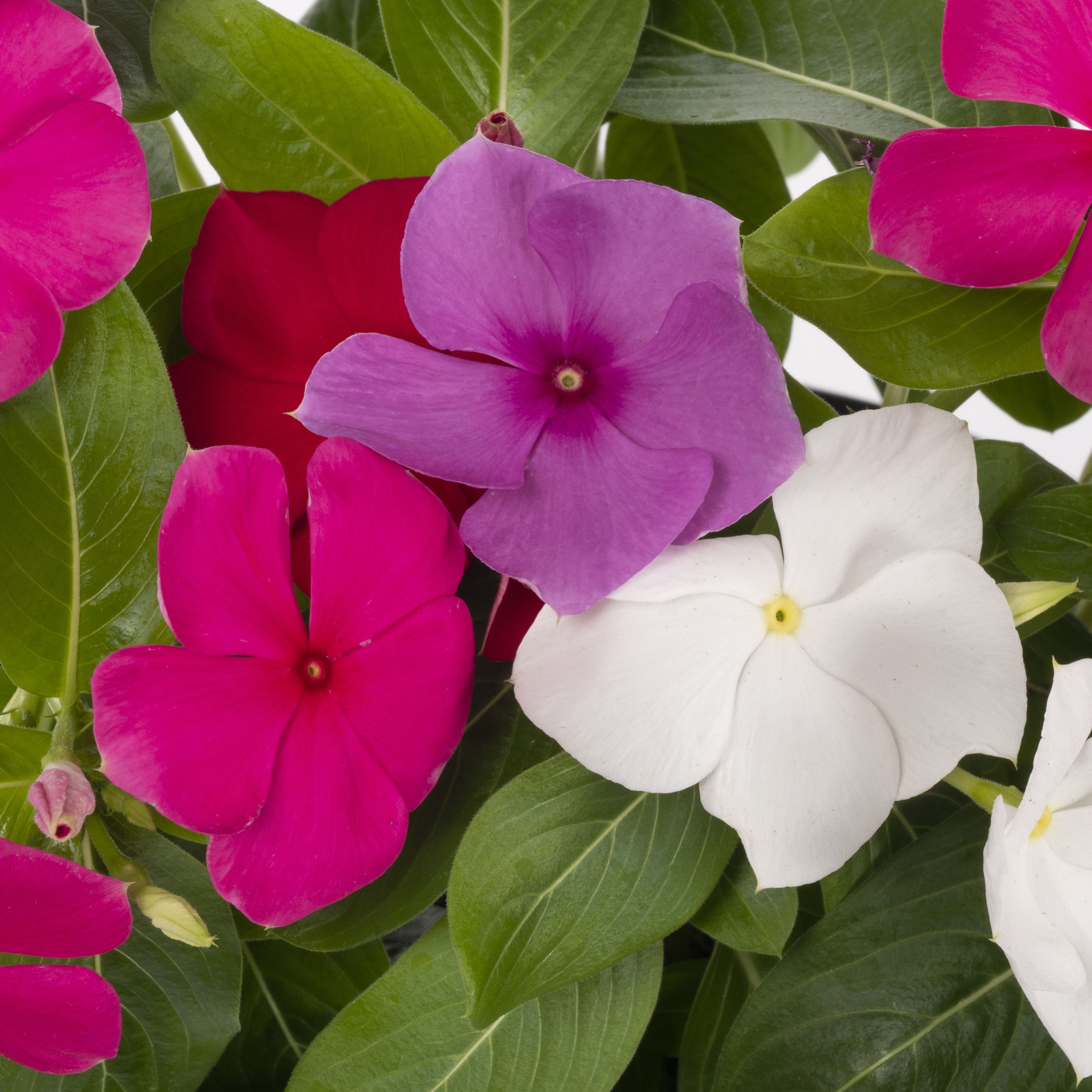 Lowe's NURSERY annuals - View #4