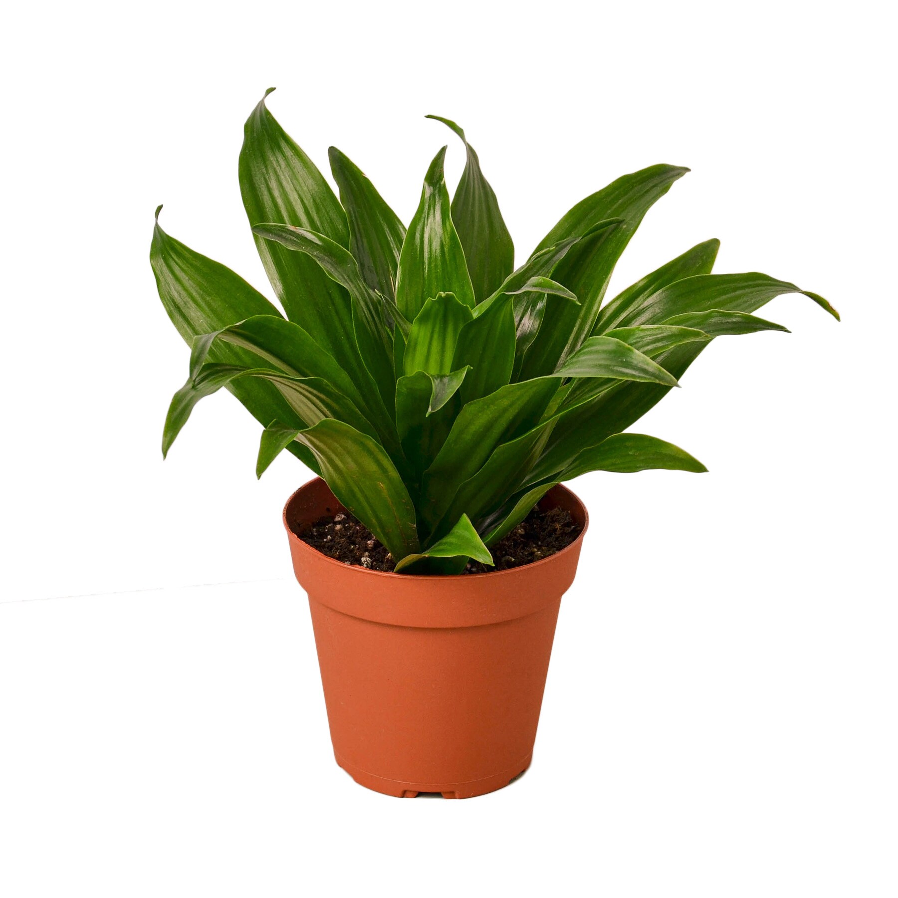 Dragon Tree House Plants at Lowes.com