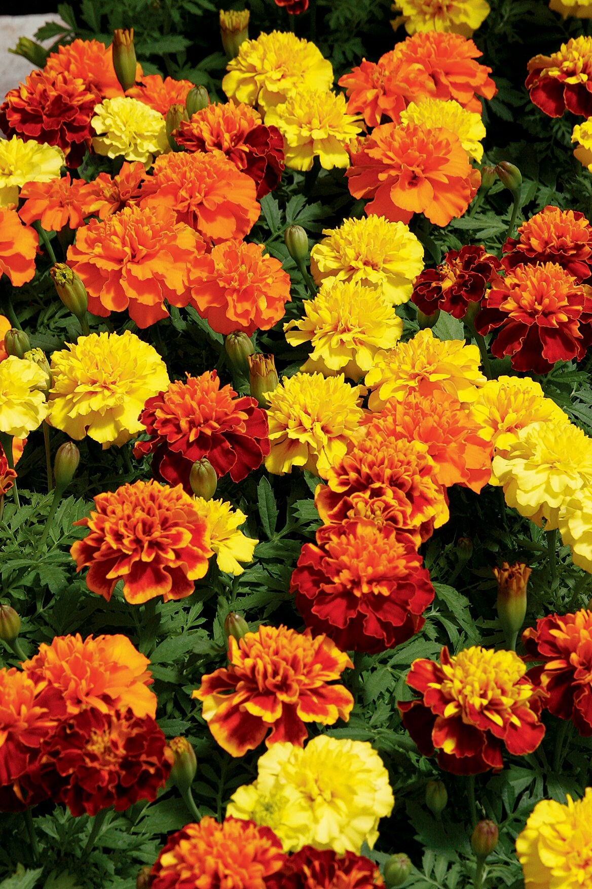 Lowe's NURSERY annuals - View #3