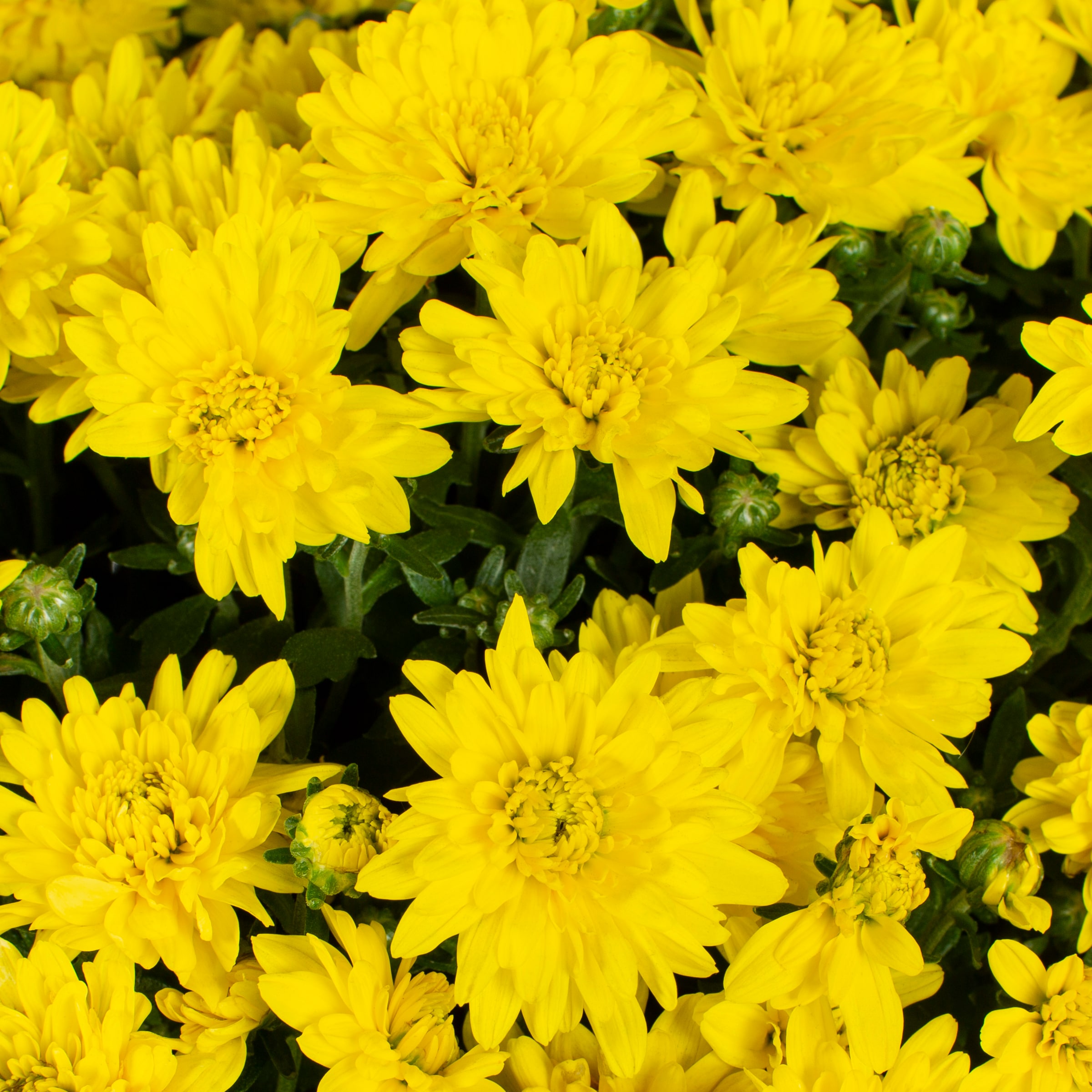 Lowe's Multicolor Mum in 1.5-Gallon Planter in the Annuals department ...