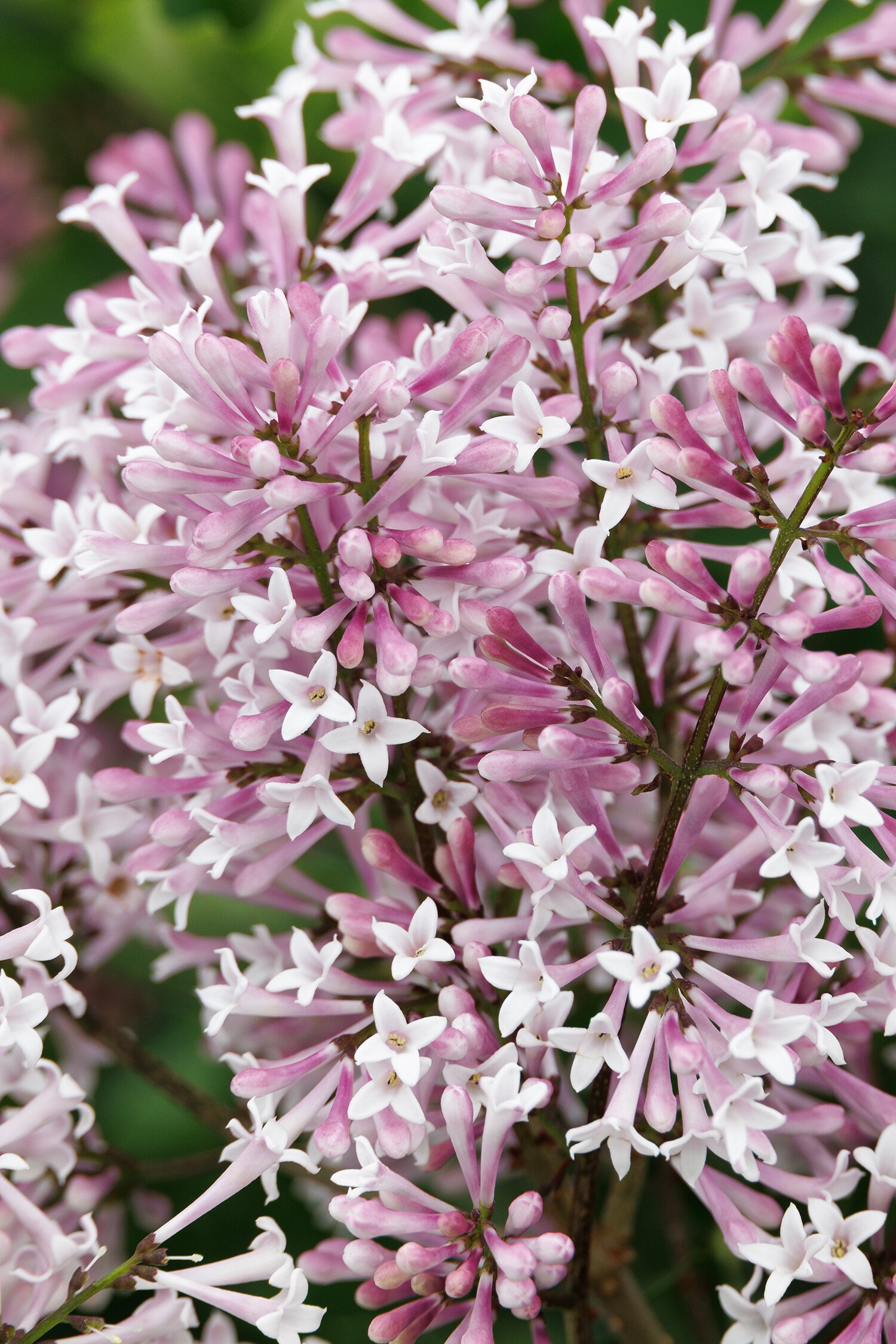 Monrovia Blue Miss Kim Lilac Flowering Shrub In Pot (With Soil) in the ...