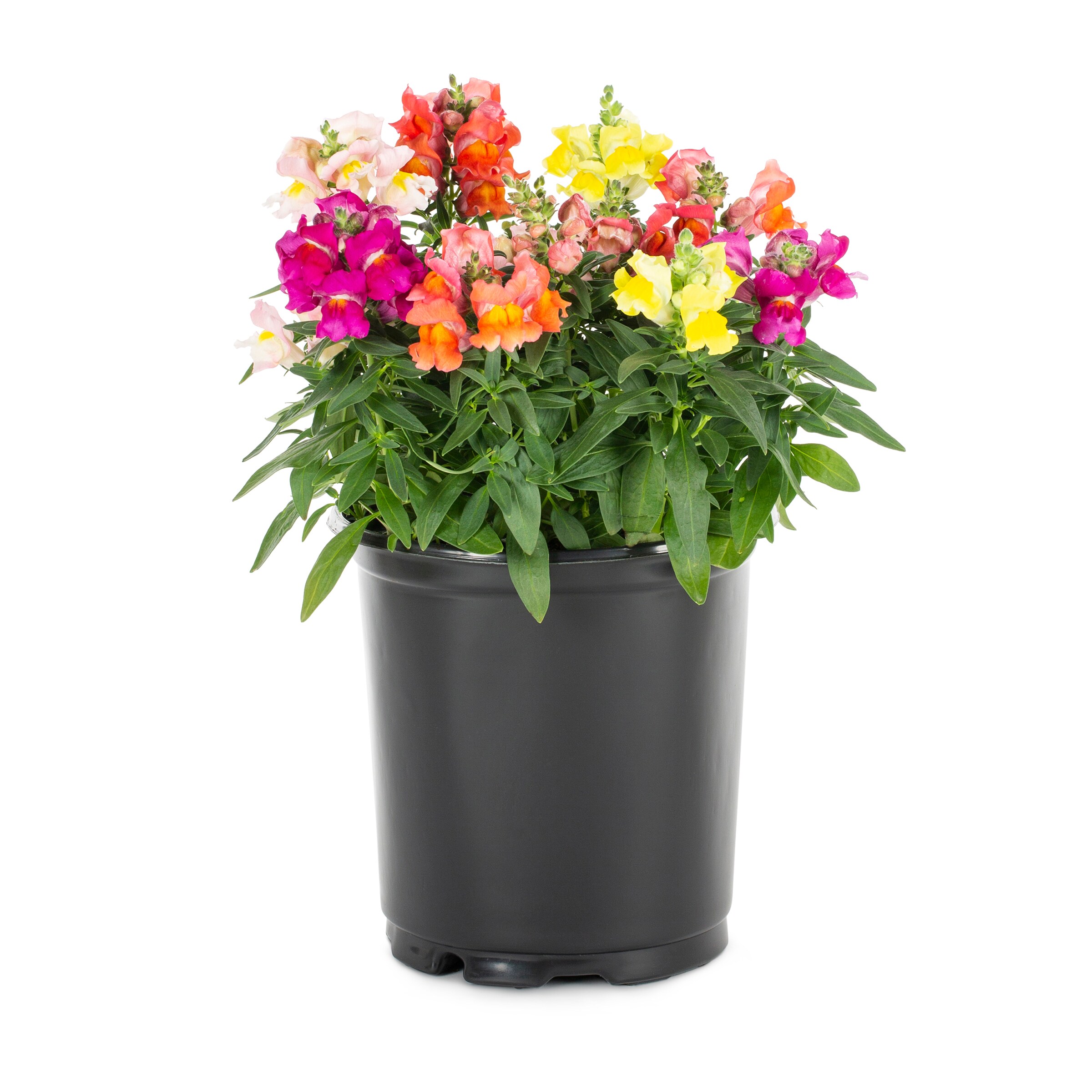 Lowe's 465617 annuals - View #9