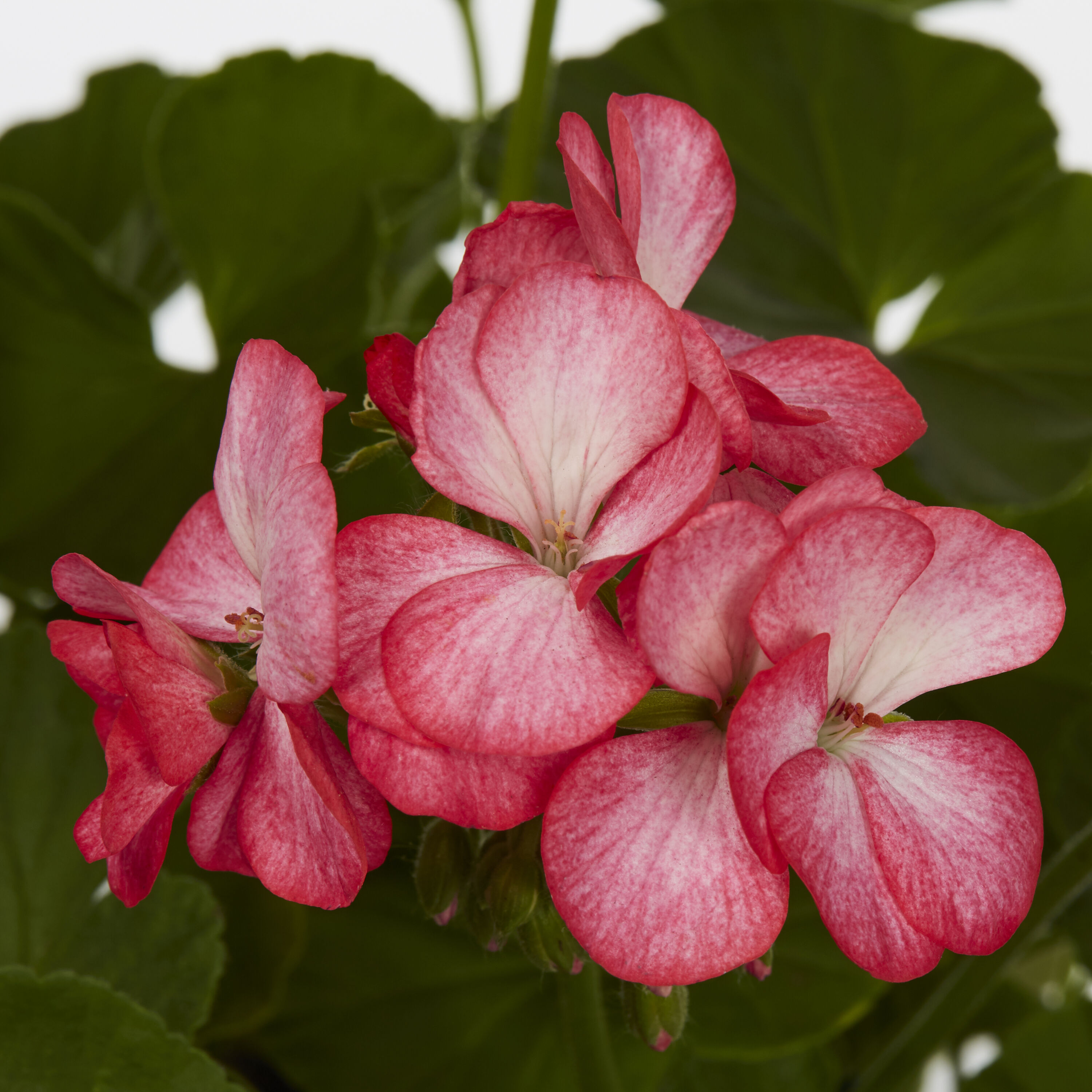 Lowe's 815759 annuals - View #3
