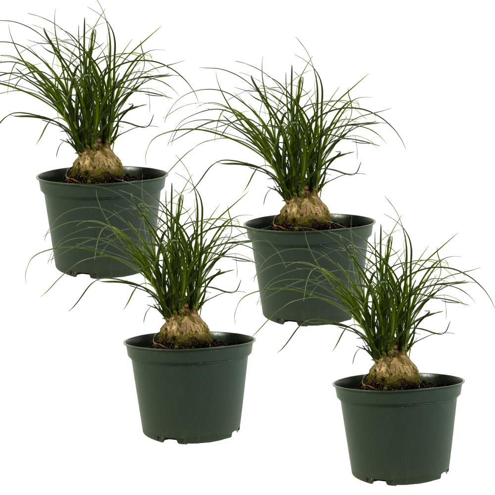 TropicalPlants.com ANFPAPON4PK06 6-in 4-Pack Palm in Plastic Pot